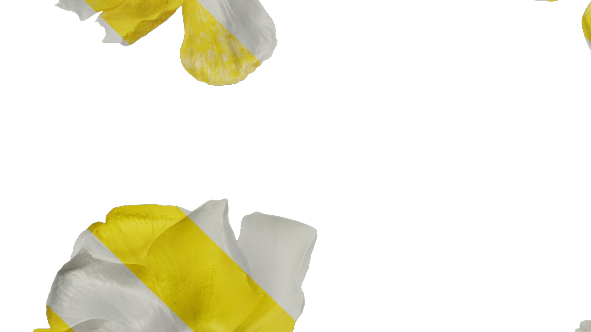 Anydrafts Rudbeckia laciniata Flower 04 Texture_3