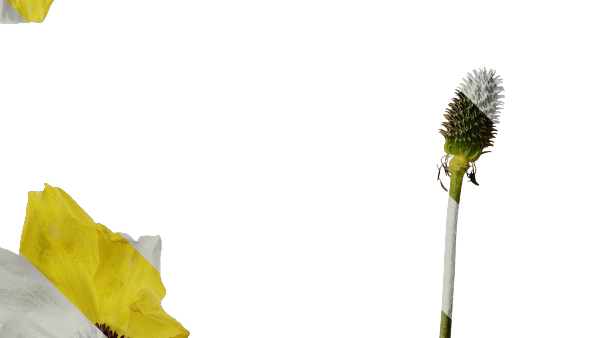 Anydrafts Rudbeckia laciniata Flower 04 Texture_4