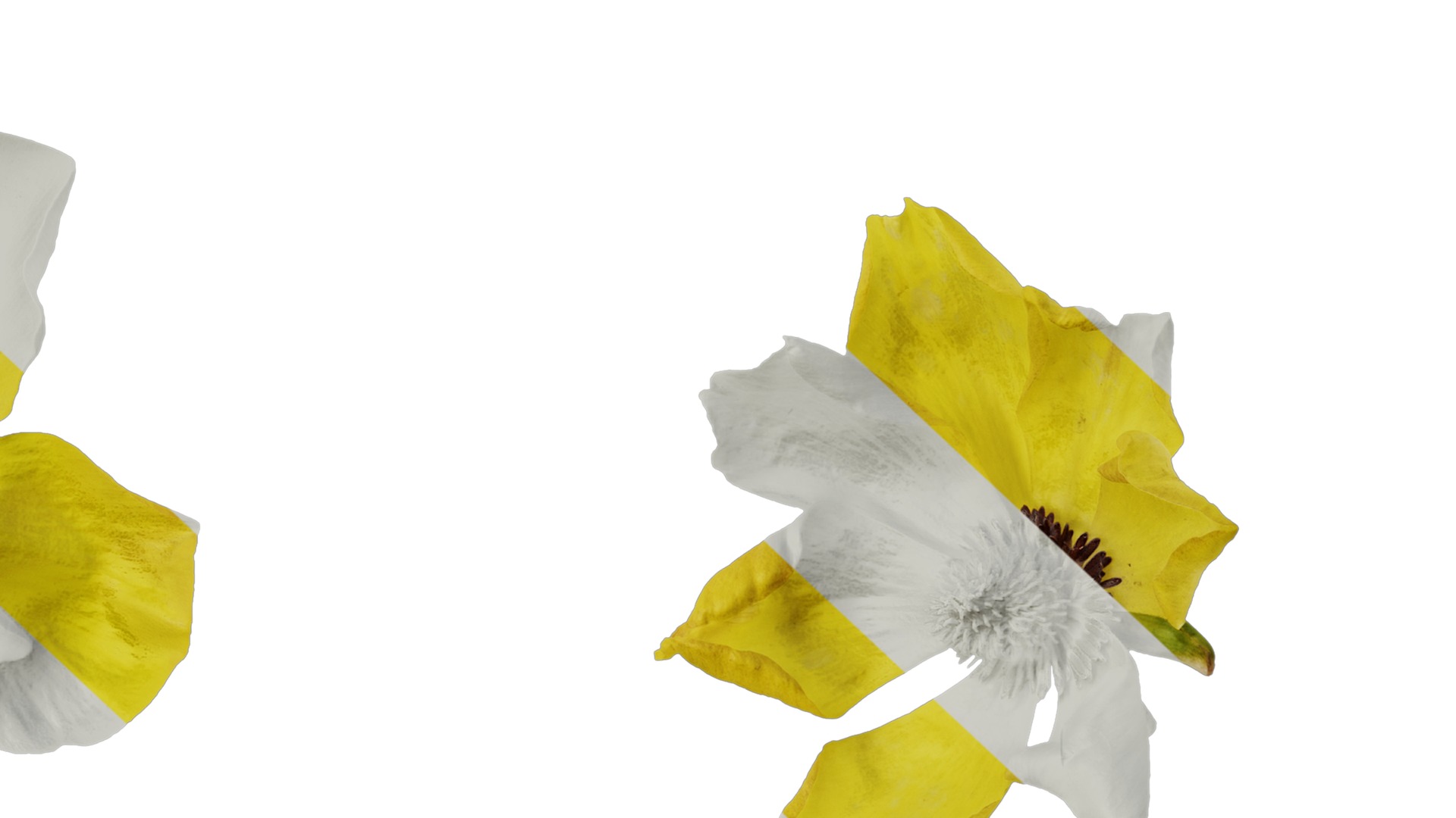 Anydrafts Rudbeckia laciniata Flower 04 Texture_7