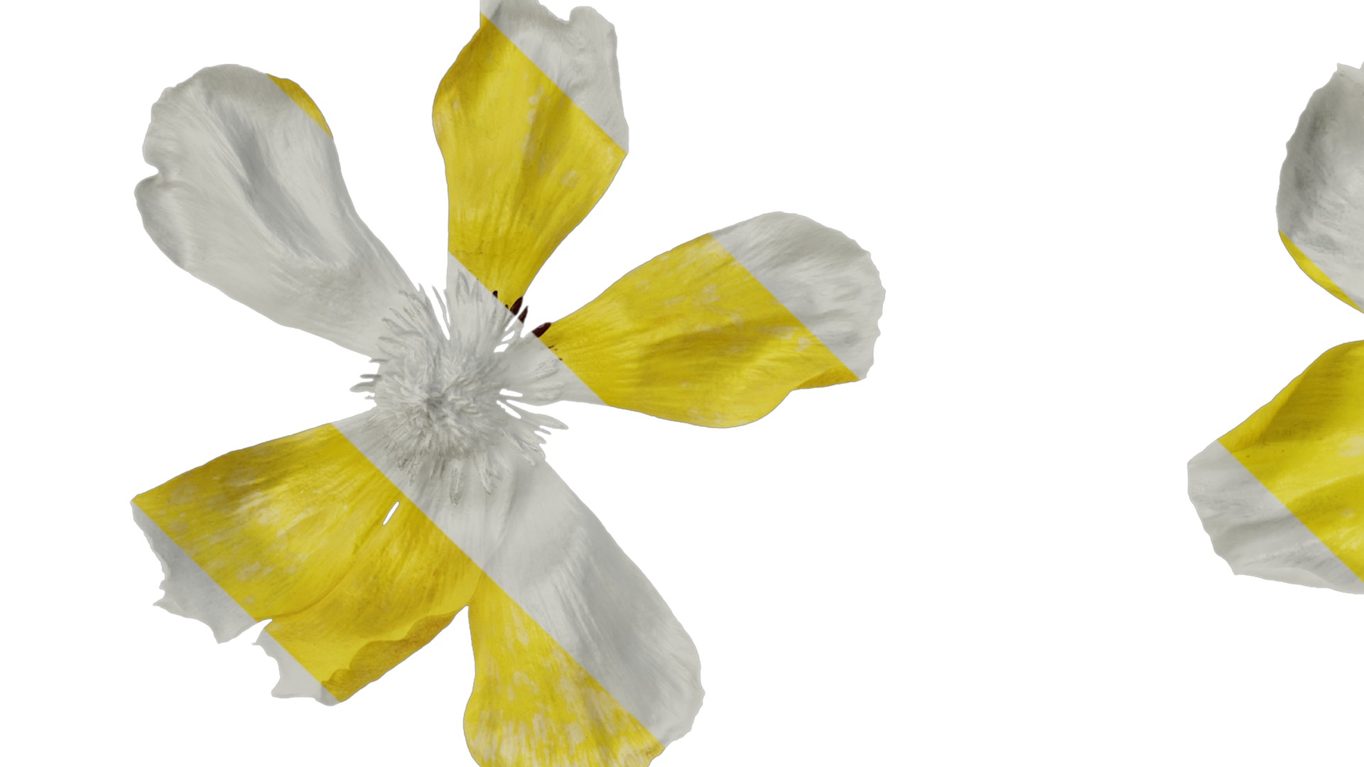 Anydrafts Rudbeckia laciniata Flower 04 Texture_1