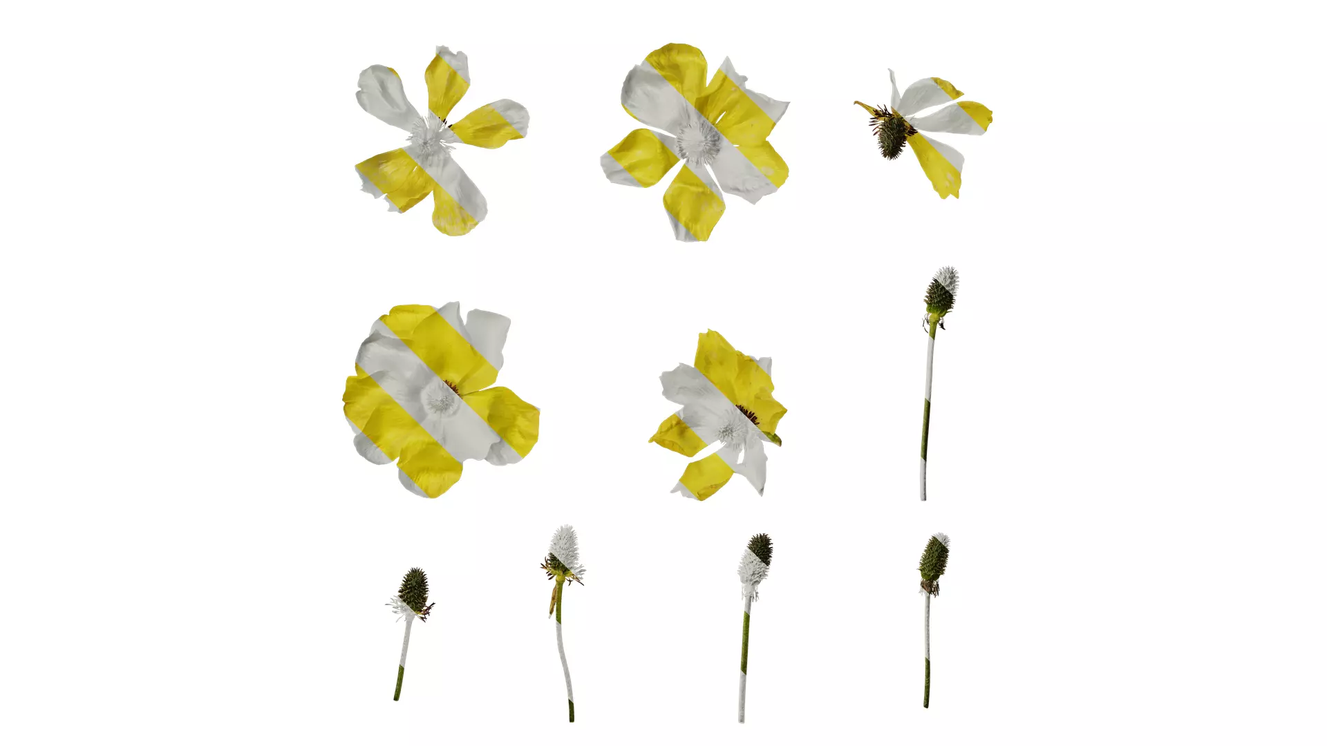 Anydrafts Rudbeckia laciniata Flower 04 Texture_0