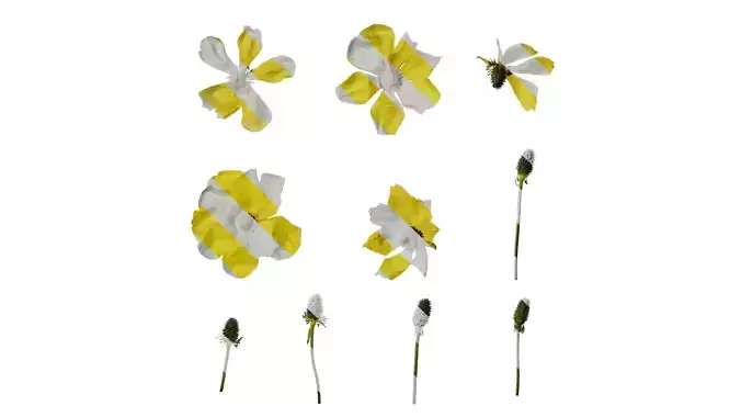 Anydrafts Rudbeckia laciniata Flower 04 Texture Anydrafts Rudbeckia laciniata Flower 04 Texture