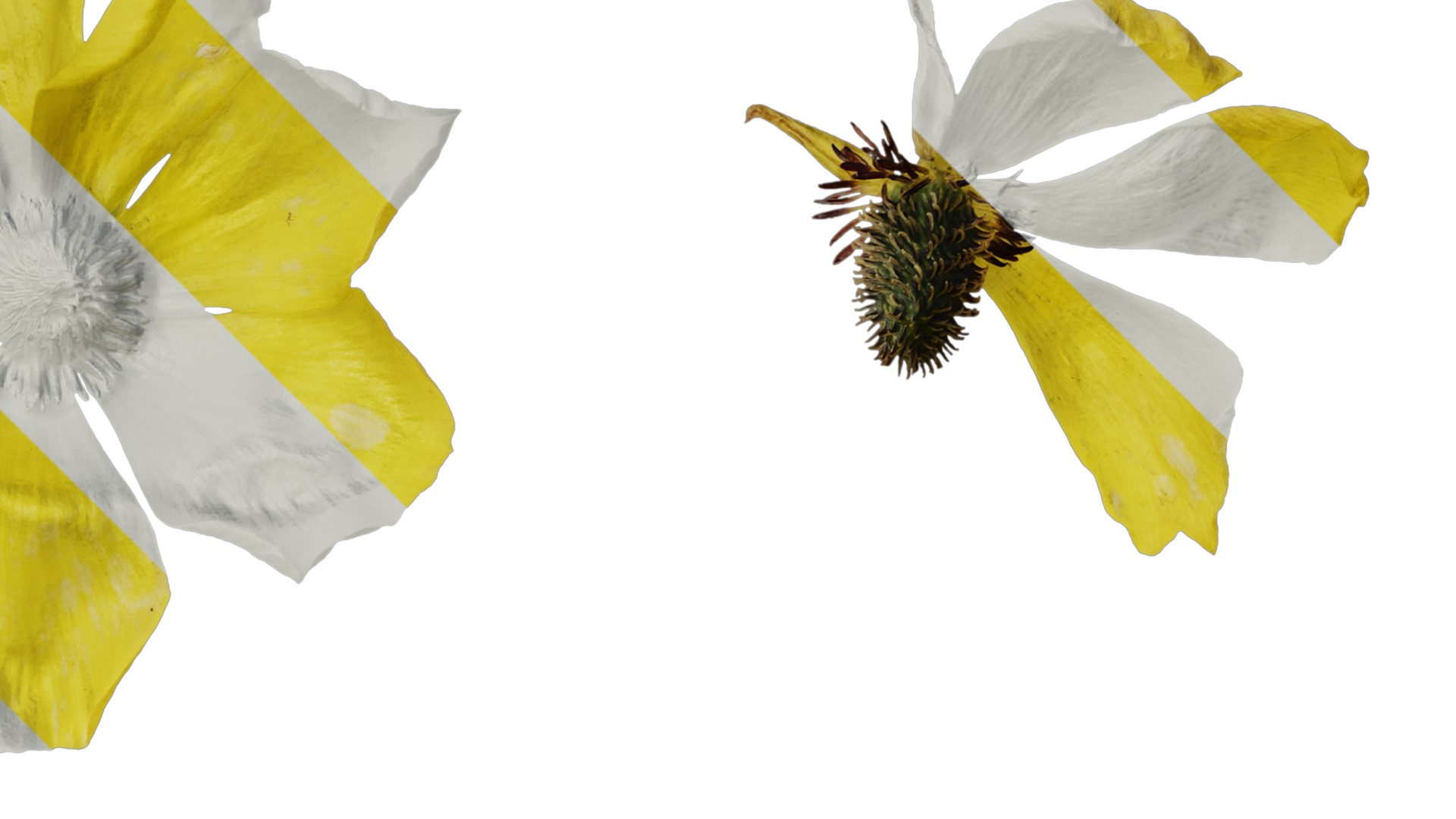 Anydrafts Rudbeckia laciniata Flower 04 Texture_2