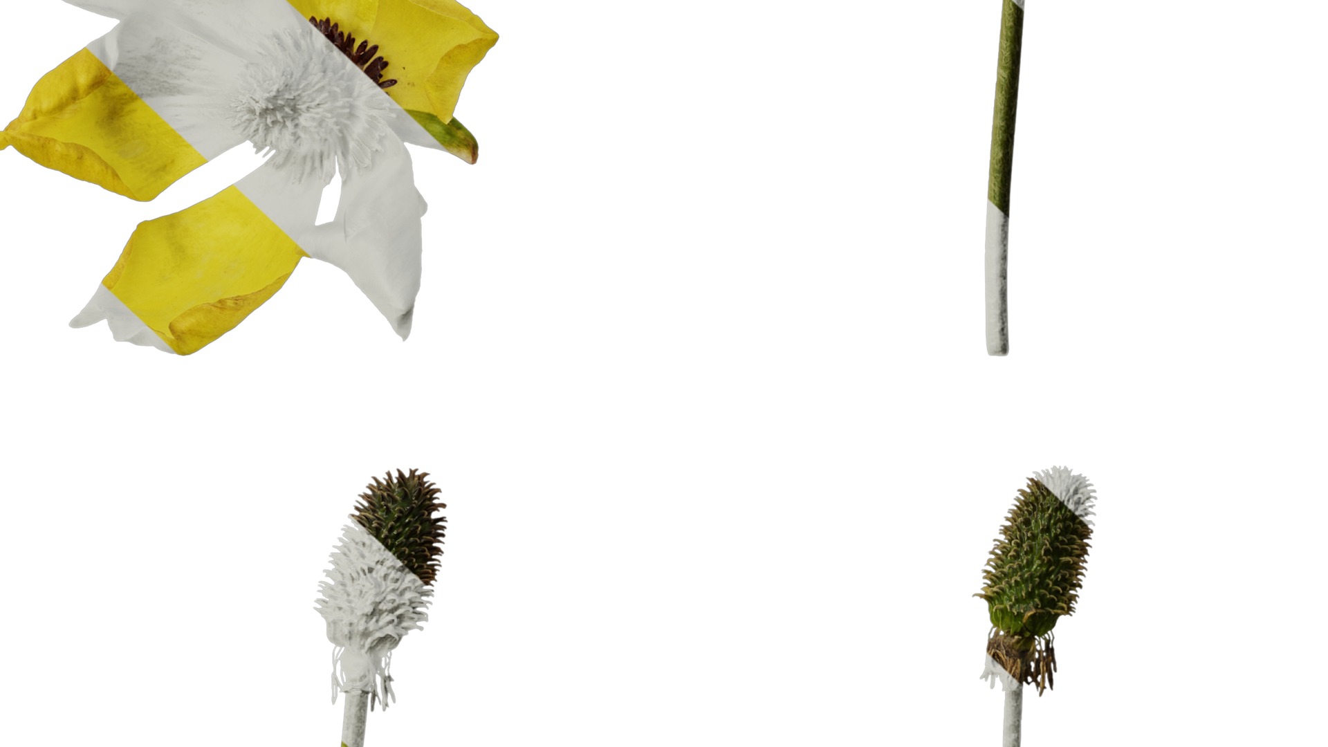 Anydrafts Rudbeckia laciniata Flower 04 Texture_6