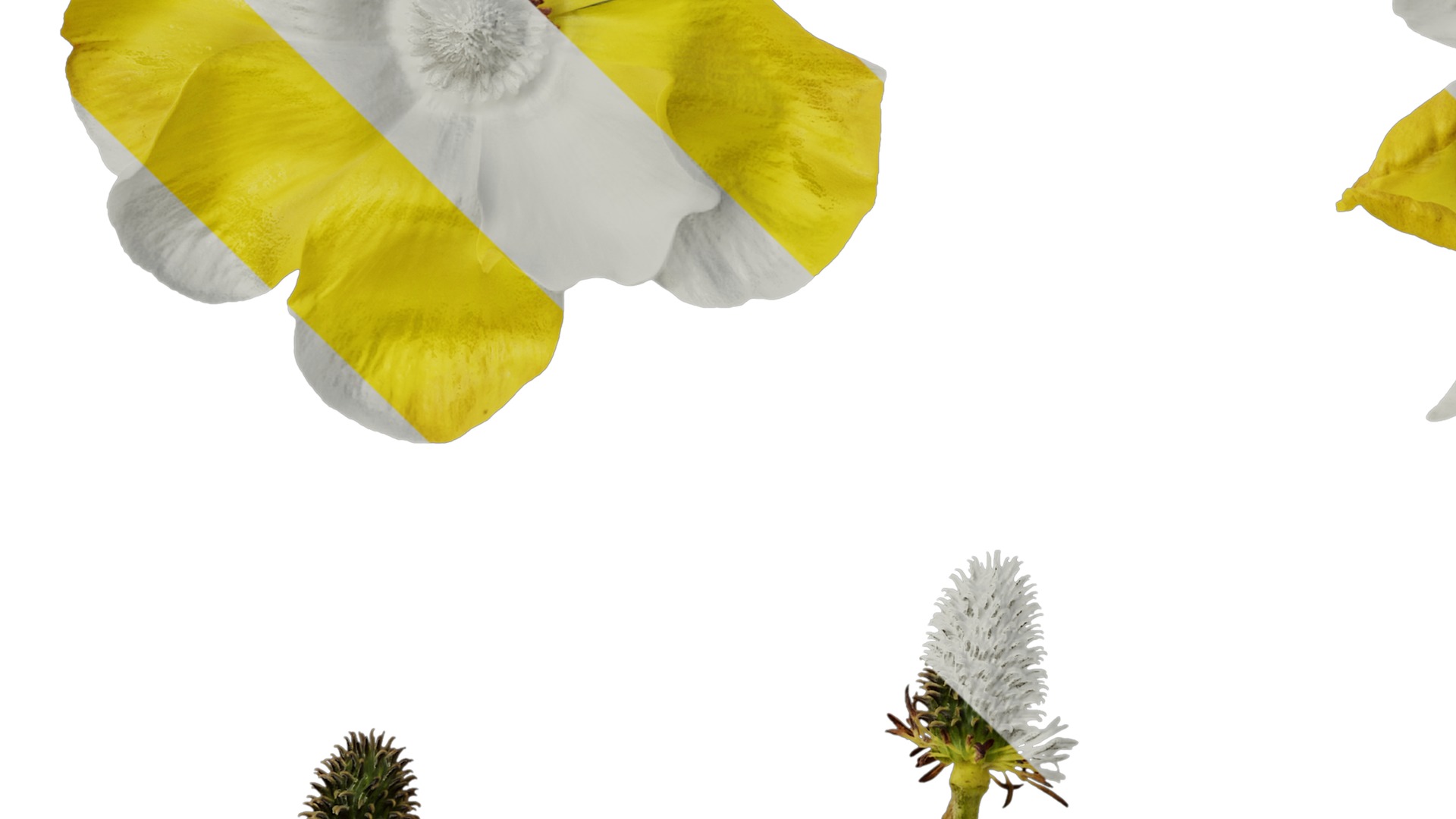 Anydrafts Rudbeckia laciniata Flower 04 Texture_5