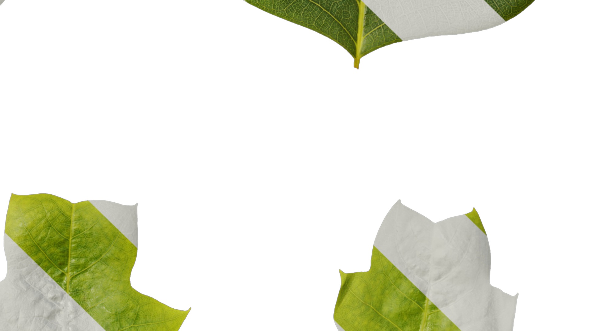 Anydrafts Liriodendron chinense Leaf 01 F Texture_4