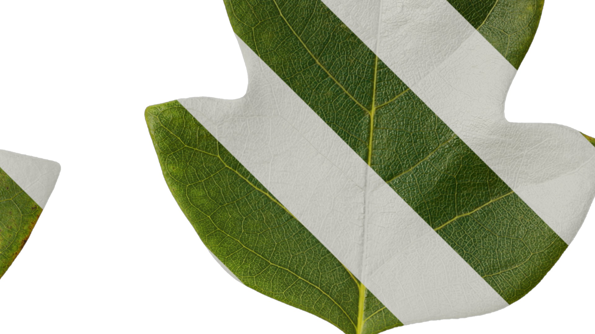 Anydrafts Liriodendron chinense Leaf 01 F Texture_2
