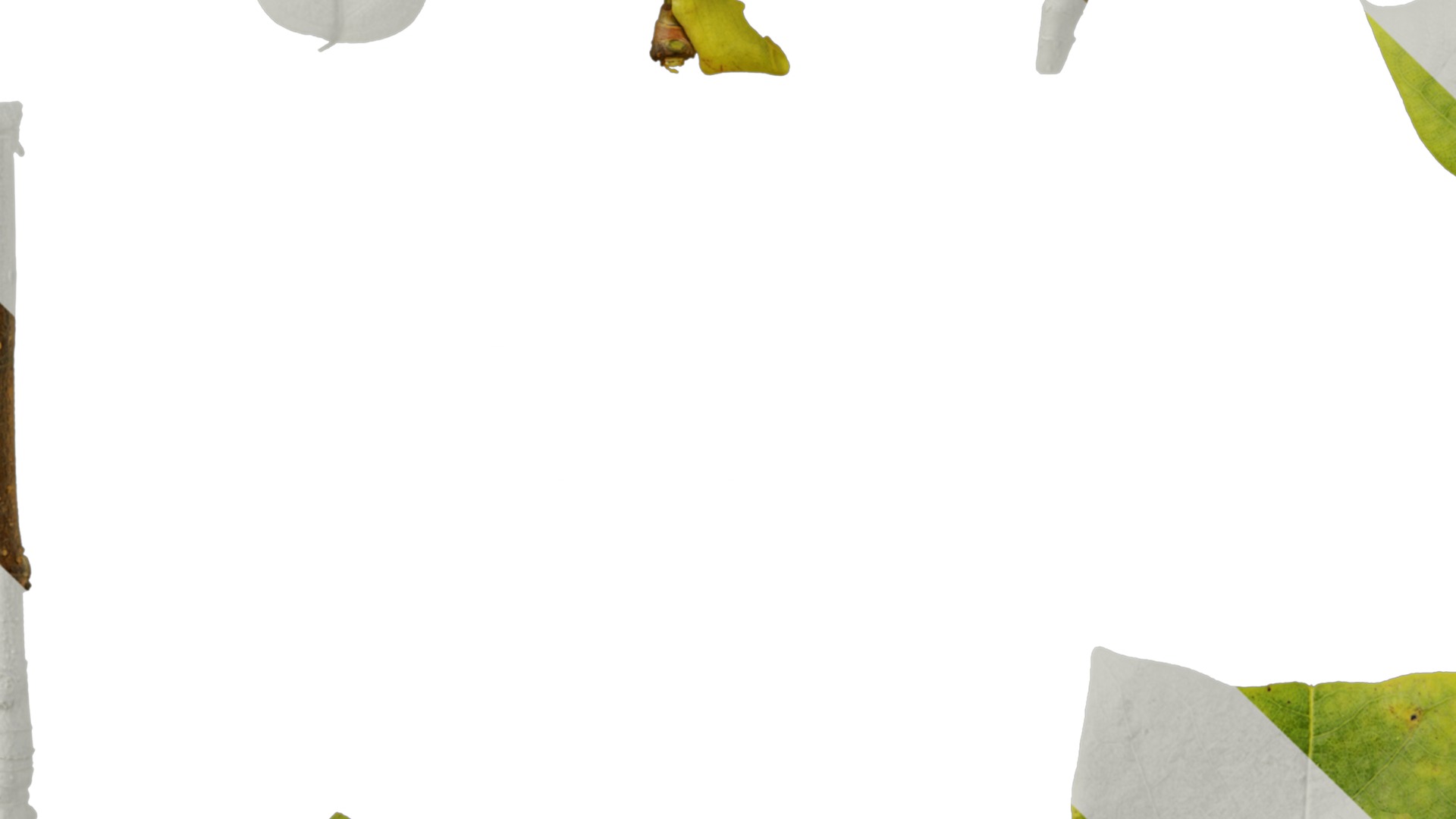 Anydrafts Liriodendron chinense Leaf 01 F Texture_5