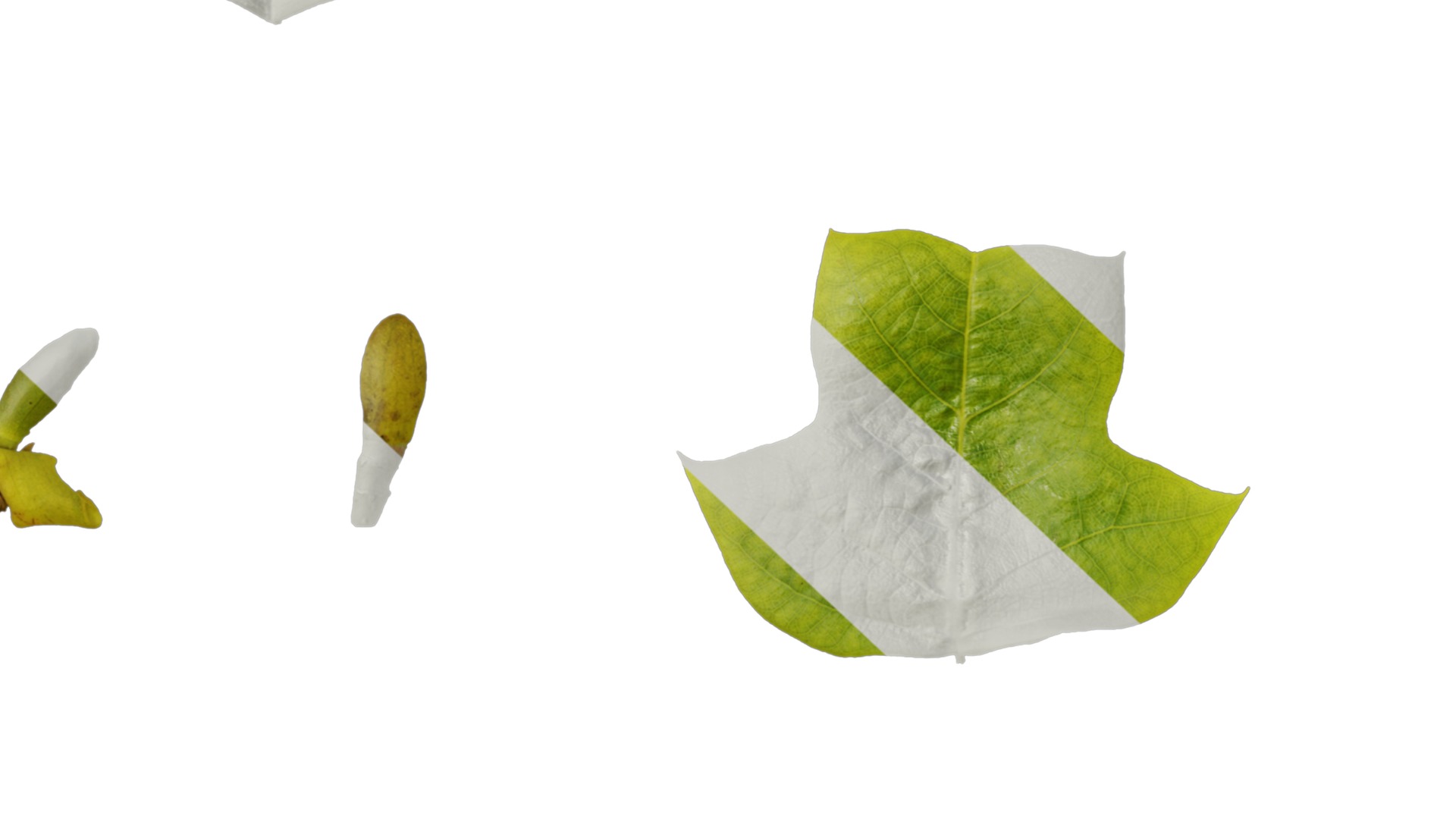 Anydrafts Liriodendron chinense Leaf 01 F Texture_7