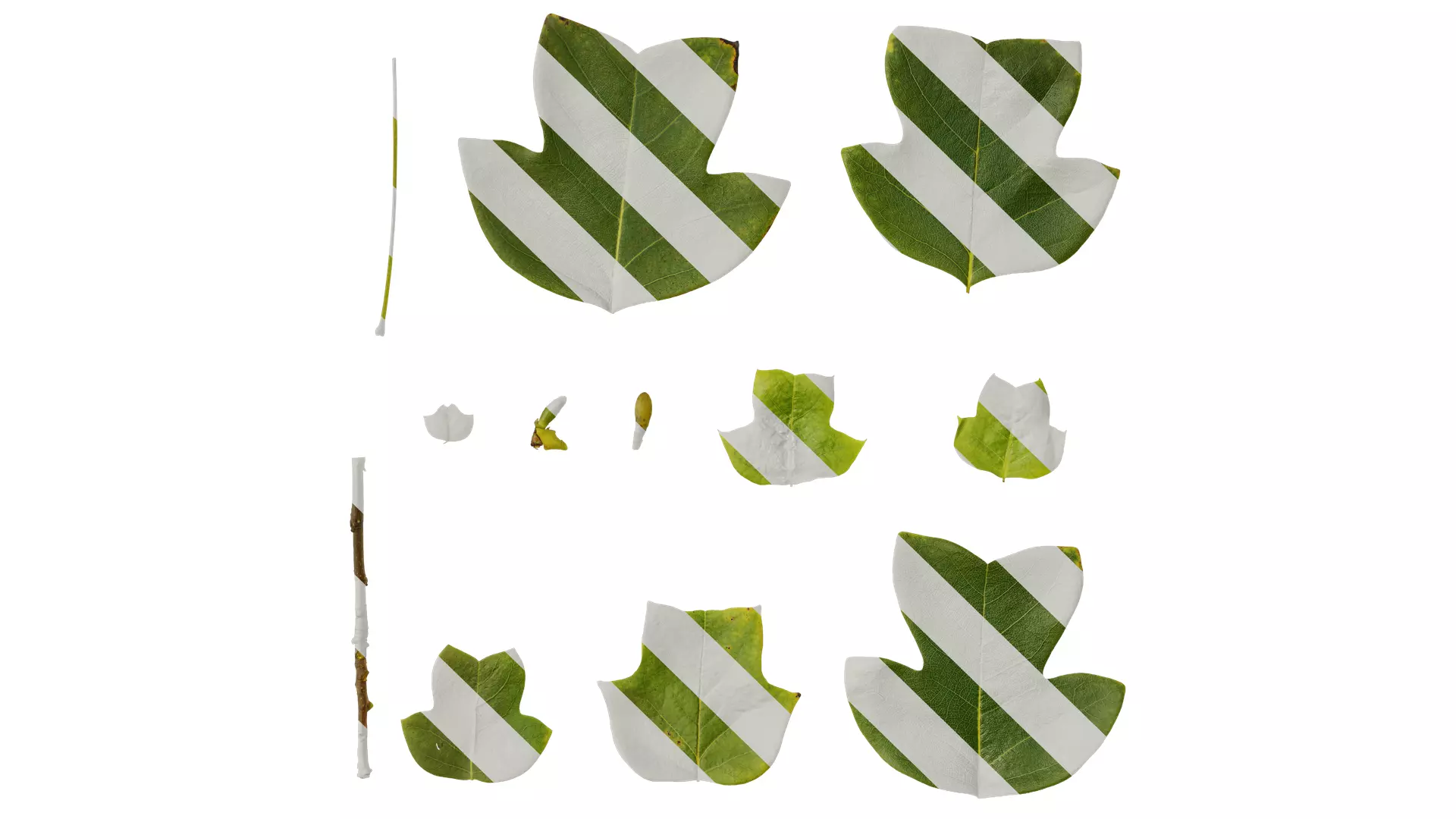 Anydrafts Liriodendron chinense Leaf 01 F Texture_0