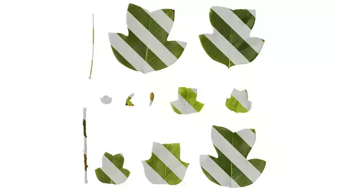 Anydrafts Liriodendron chinense Leaf 01 F