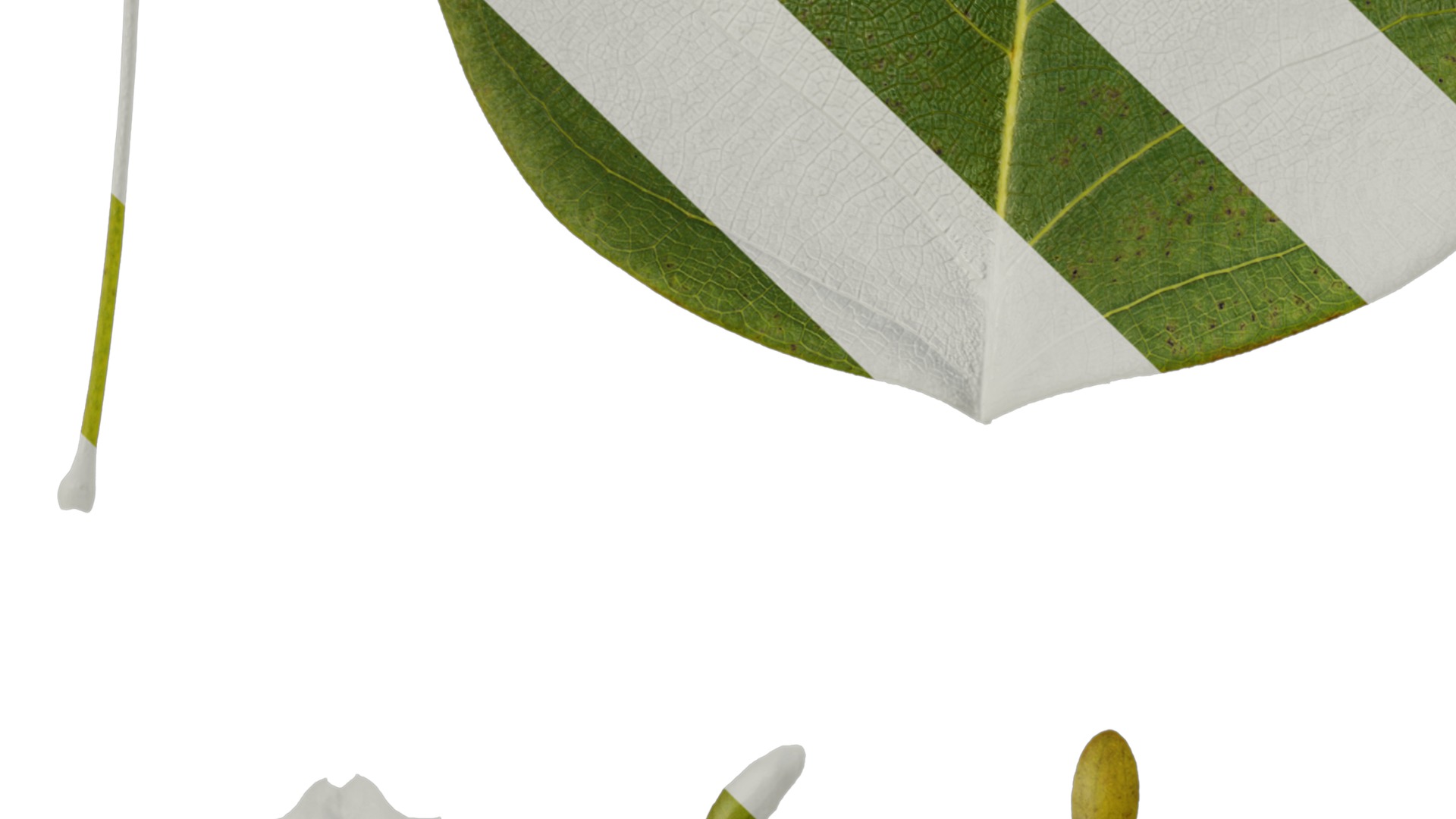 Anydrafts Liriodendron chinense Leaf 01 F Texture_3