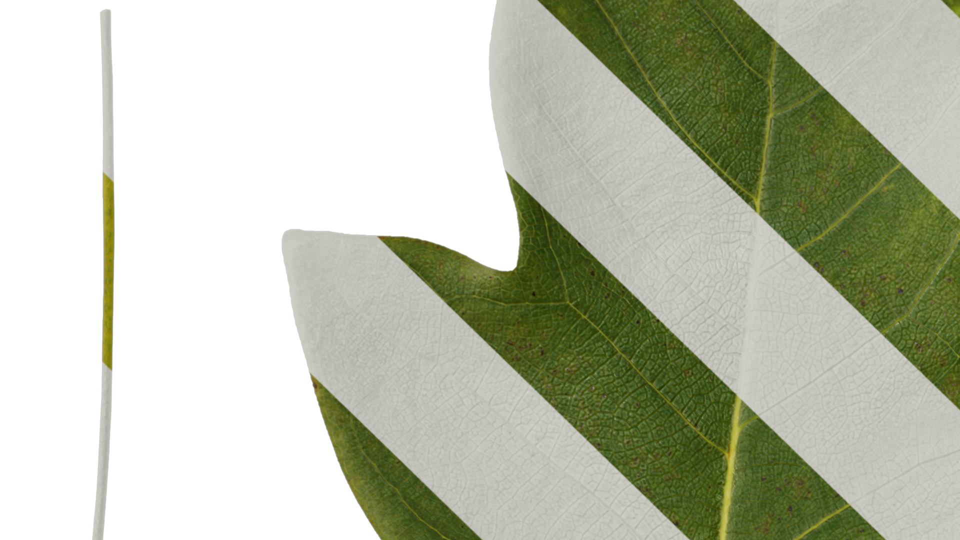 Anydrafts Liriodendron chinense Leaf 01 F Texture_1