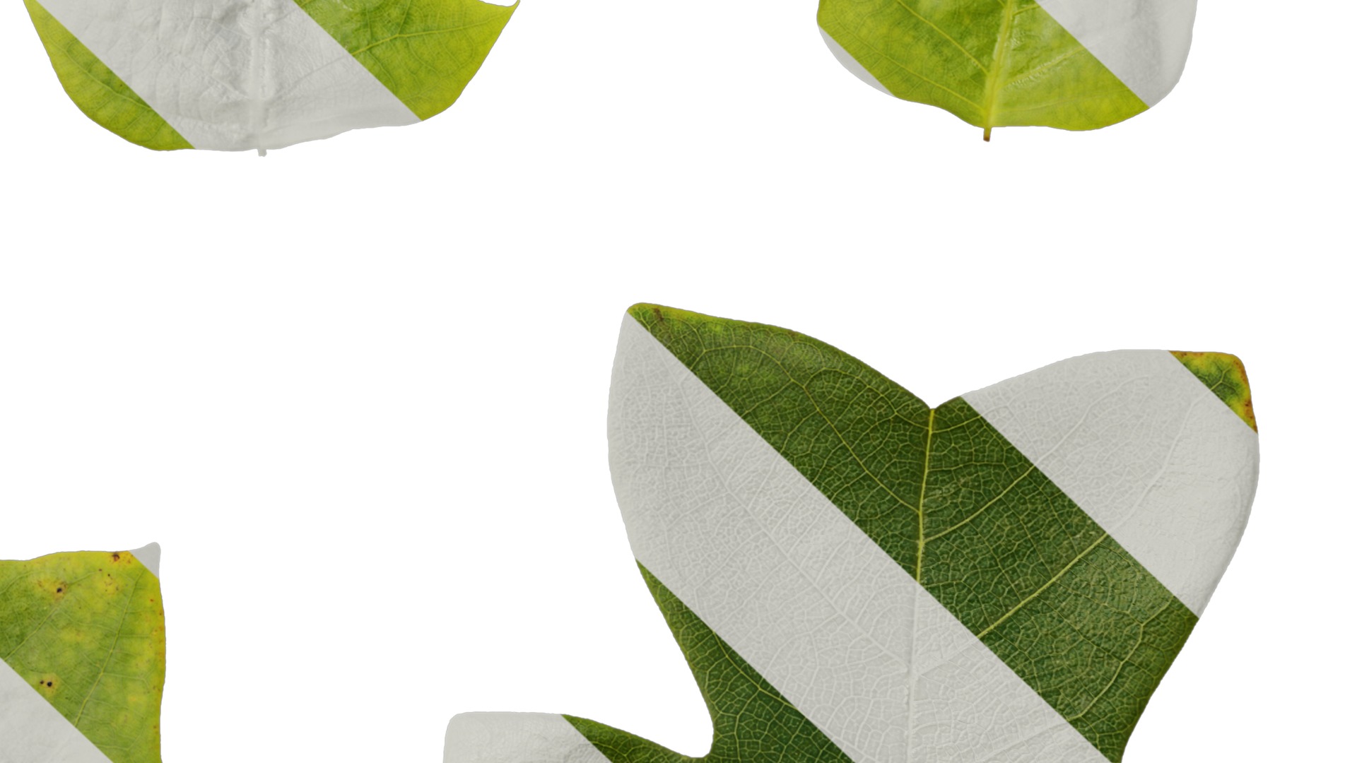 Anydrafts Liriodendron chinense Leaf 01 F Texture_6