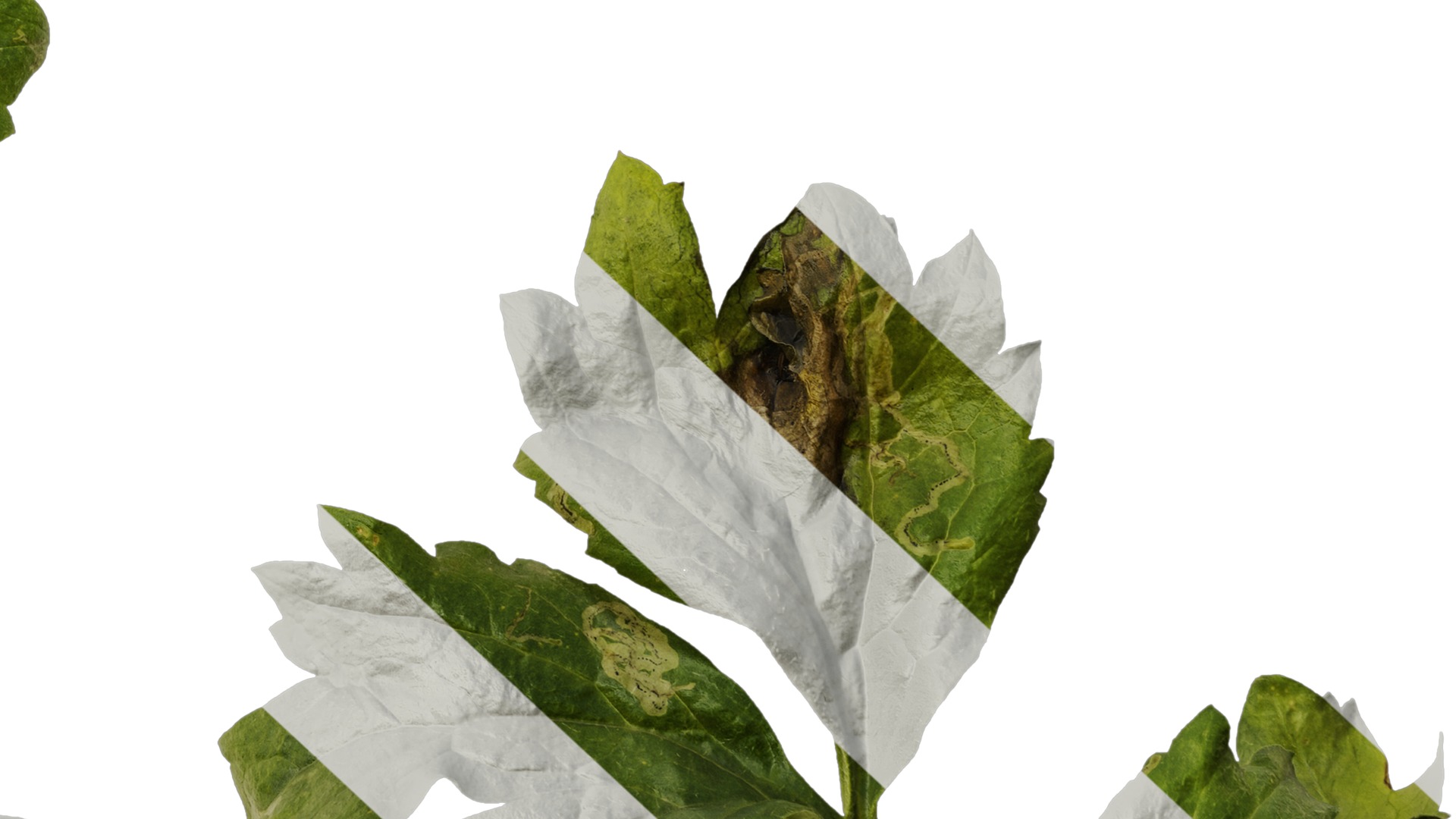 Anydrafts Rudbeckia laciniata Leaf 02 Texture_6