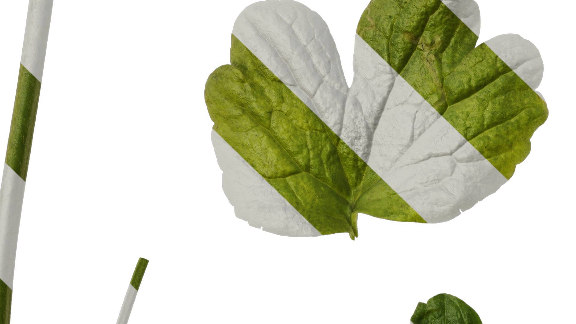 Anydrafts Rudbeckia laciniata Leaf 02 Texture_1