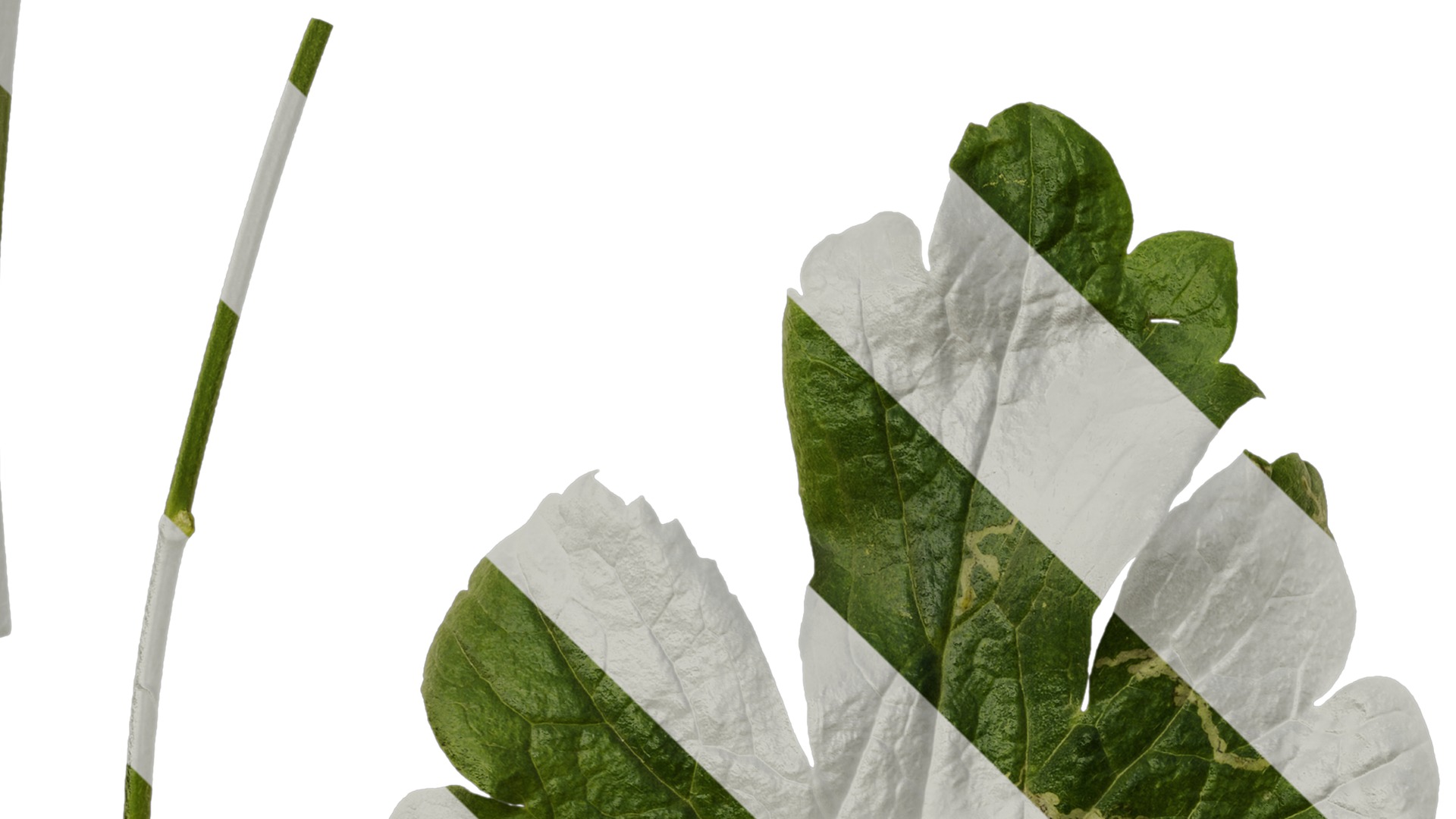 Anydrafts Rudbeckia laciniata Leaf 02 Texture_3