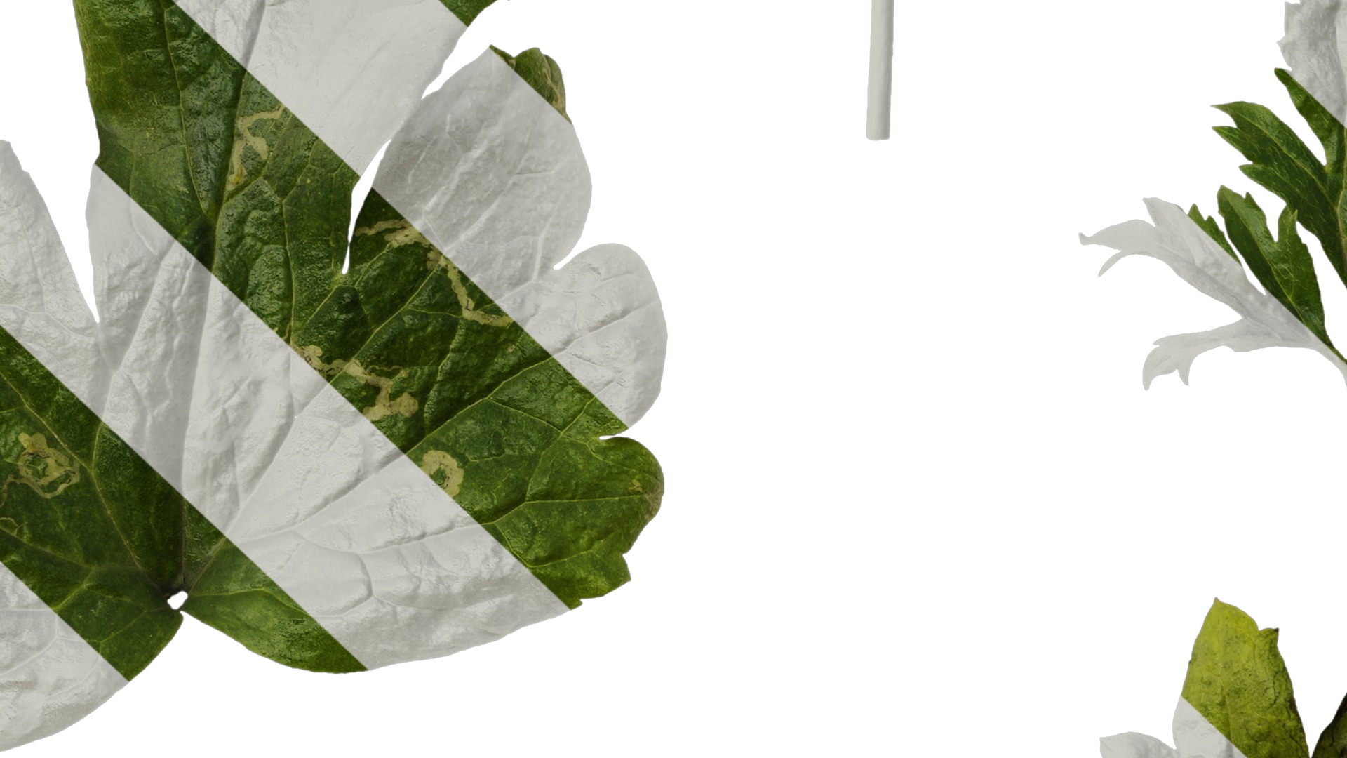 Anydrafts Rudbeckia laciniata Leaf 02 Texture_7