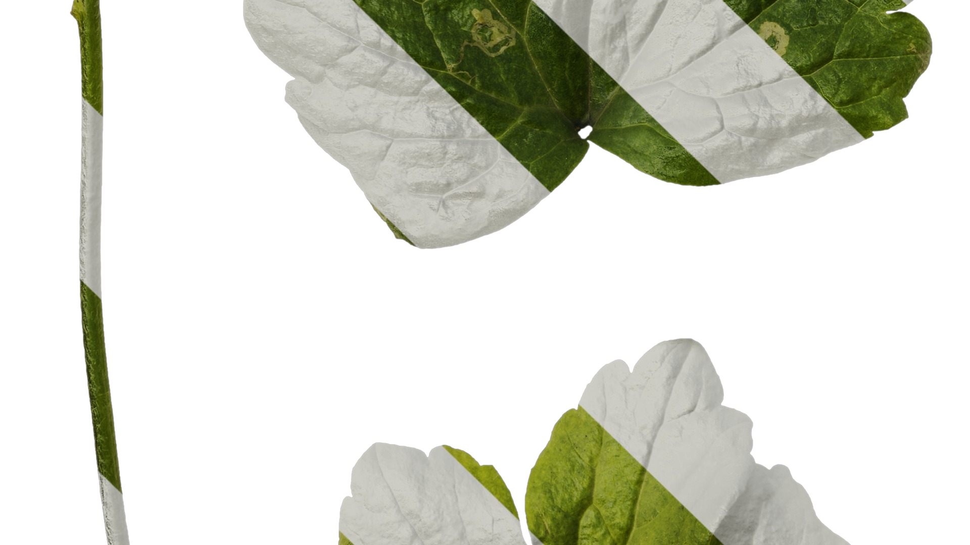 Anydrafts Rudbeckia laciniata Leaf 02 Texture_5