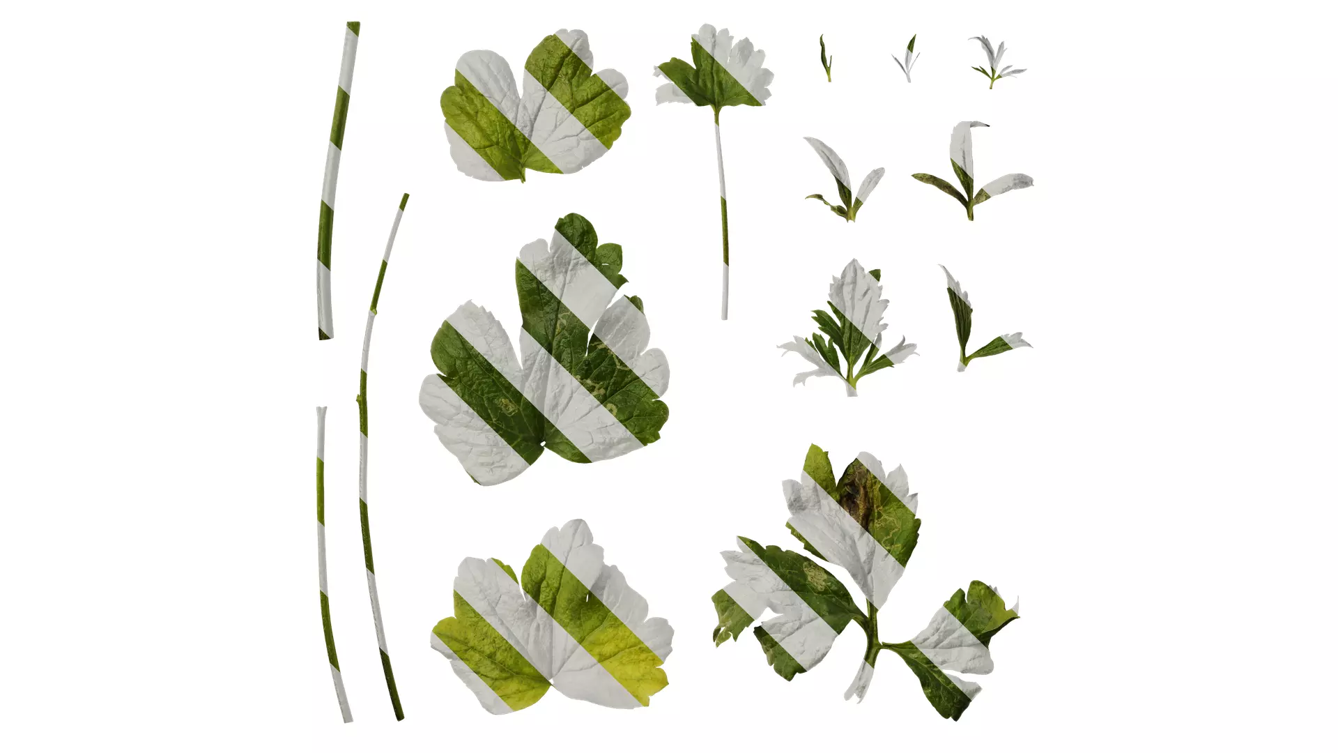 Anydrafts Rudbeckia laciniata Leaf 02 Texture_0