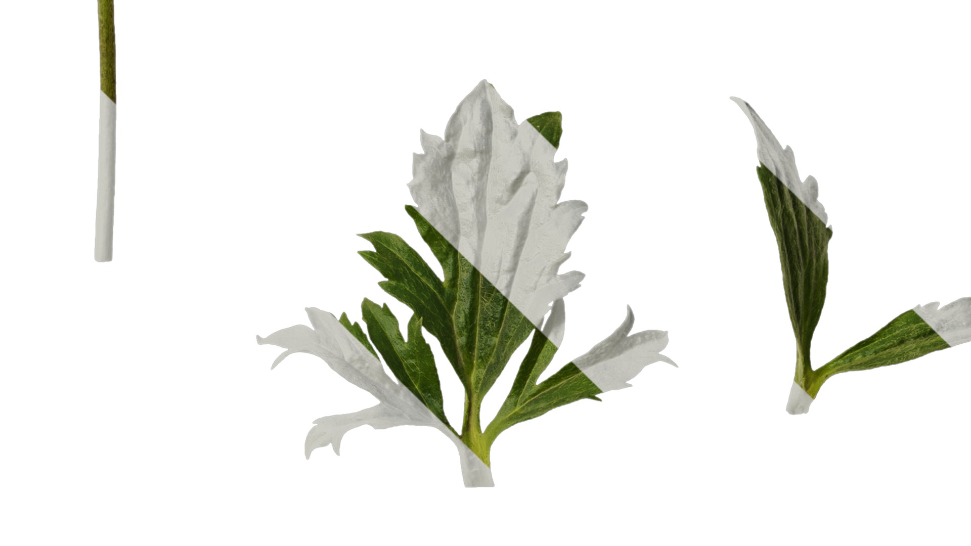 Anydrafts Rudbeckia laciniata Leaf 02 Texture_4