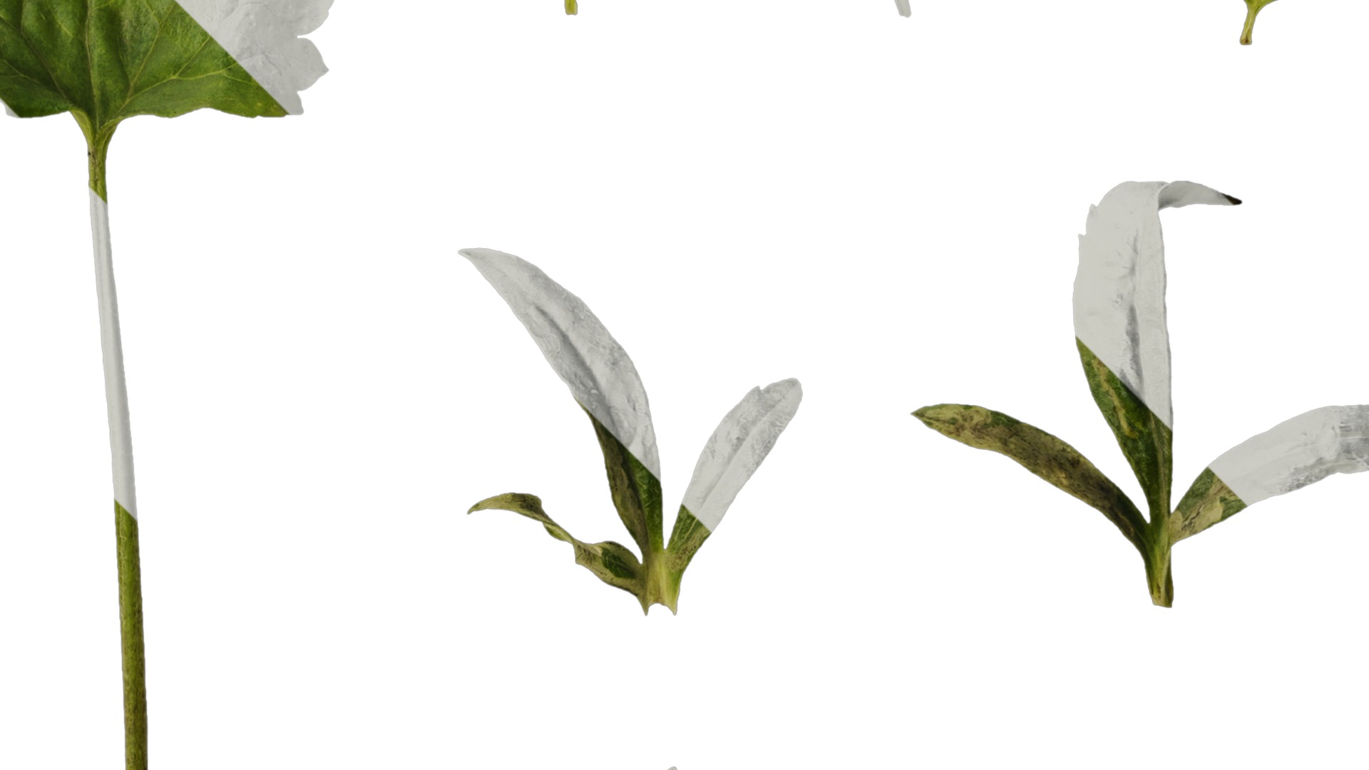 Anydrafts Rudbeckia laciniata Leaf 02 Texture_2