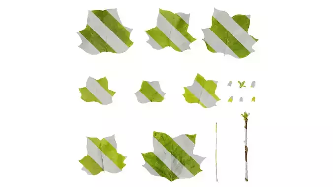 Anydrafts Liriodendron chinense Leaf 02