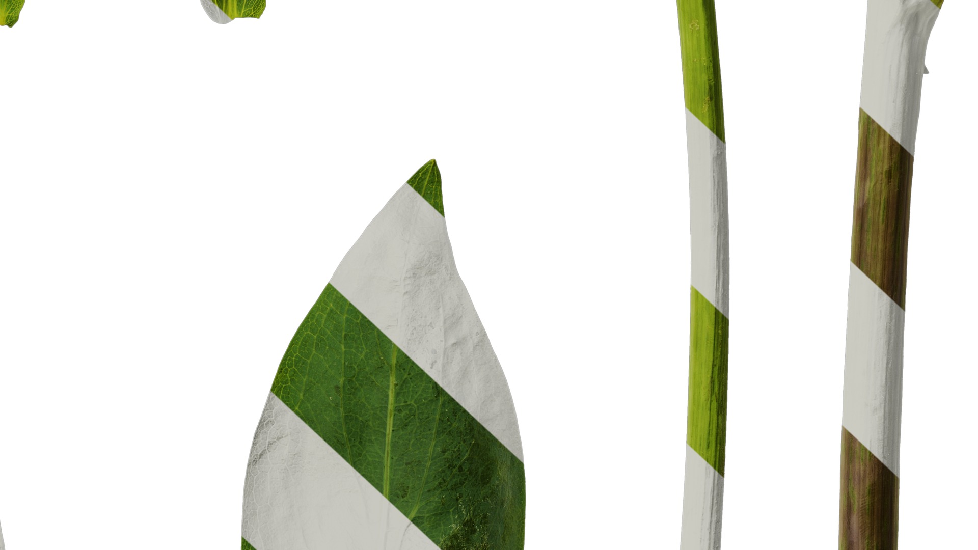 Anydrafts Rudbeckia maxima Atlas 01 Texture_6