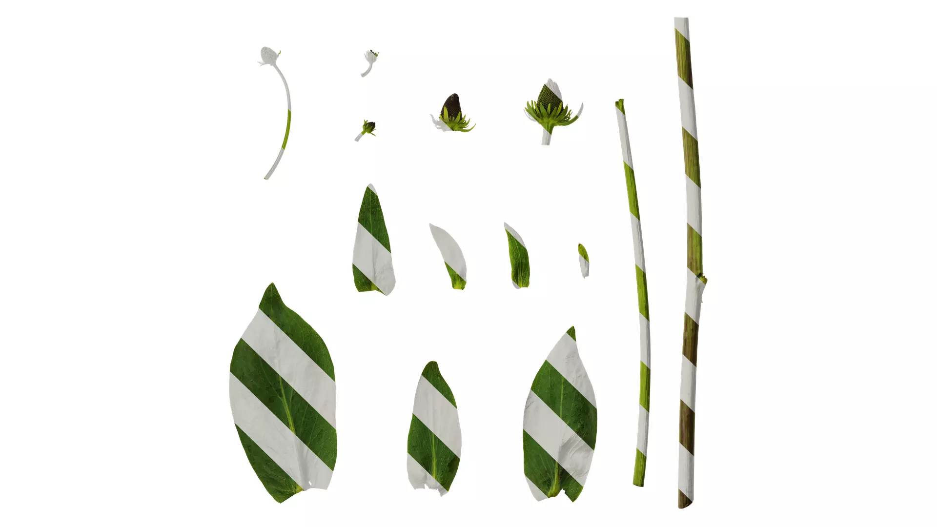 Anydrafts Rudbeckia maxima Atlas 01 Texture_0