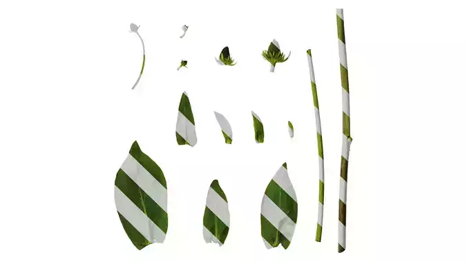 Anydrafts Rudbeckia maxima Atlas 01 Texture Anydrafts Rudbeckia maxima Atlas 01 Texture