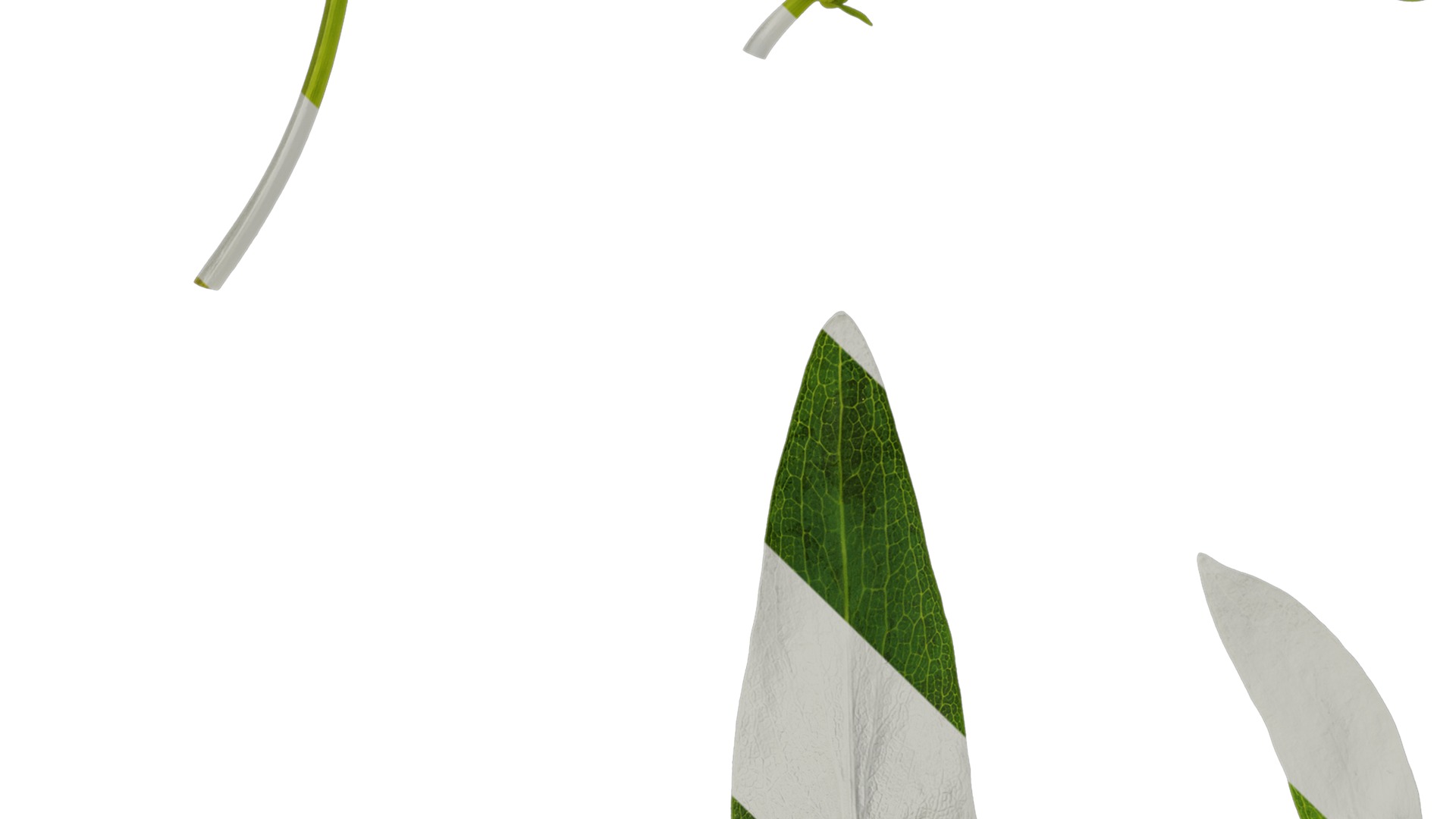 Anydrafts Rudbeckia maxima Atlas 01 Texture_3