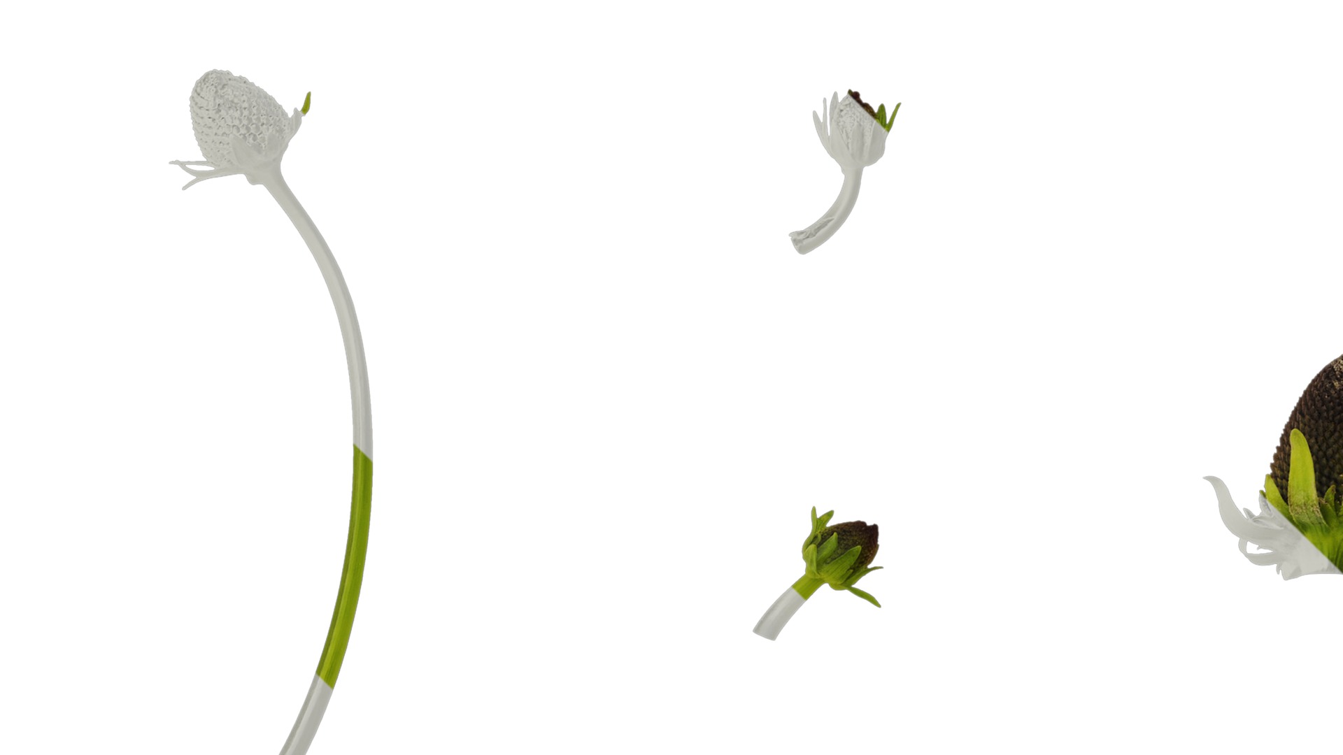 Anydrafts Rudbeckia maxima Atlas 01 Texture_1