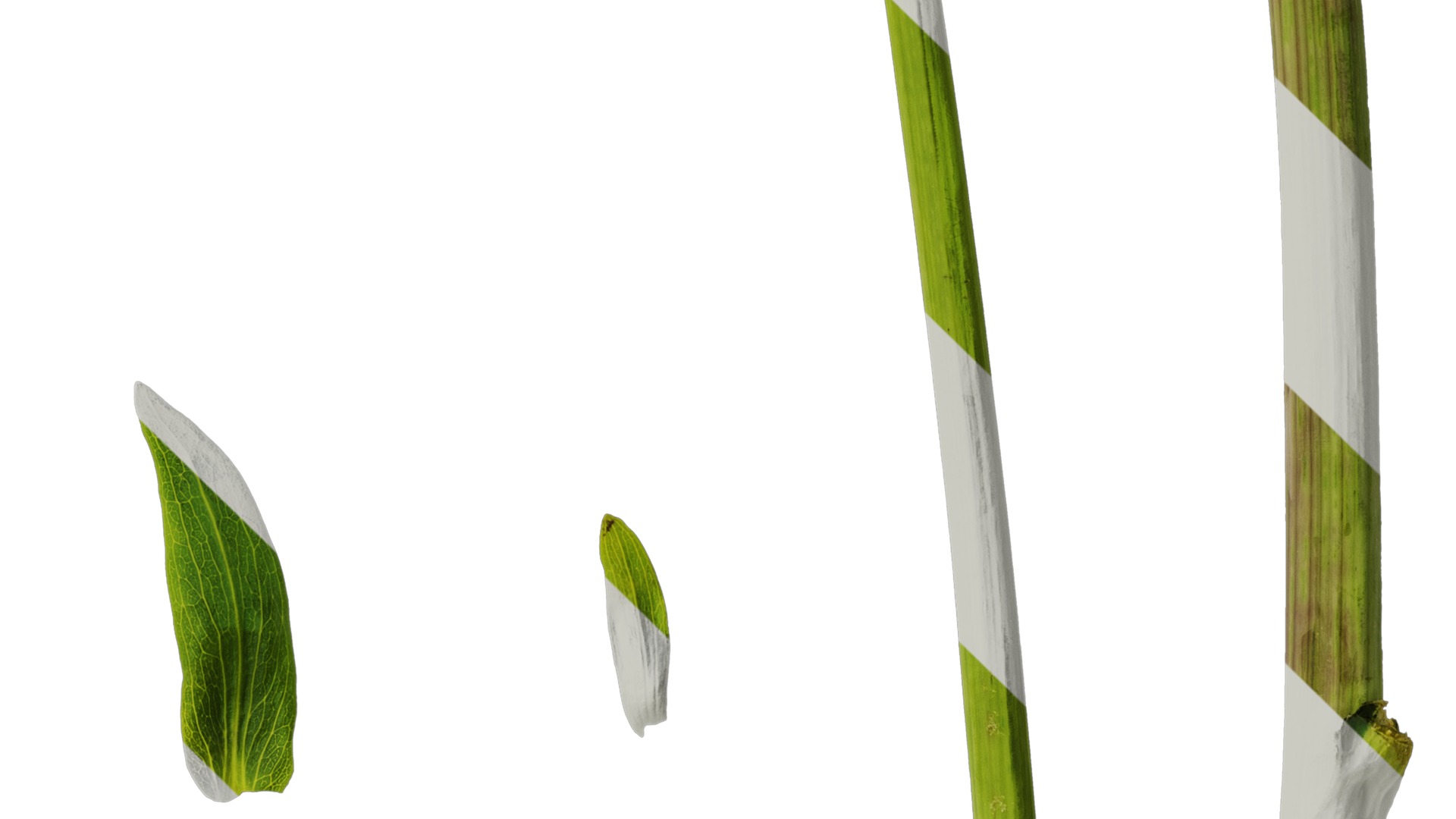 Anydrafts Rudbeckia maxima Atlas 01 Texture_4