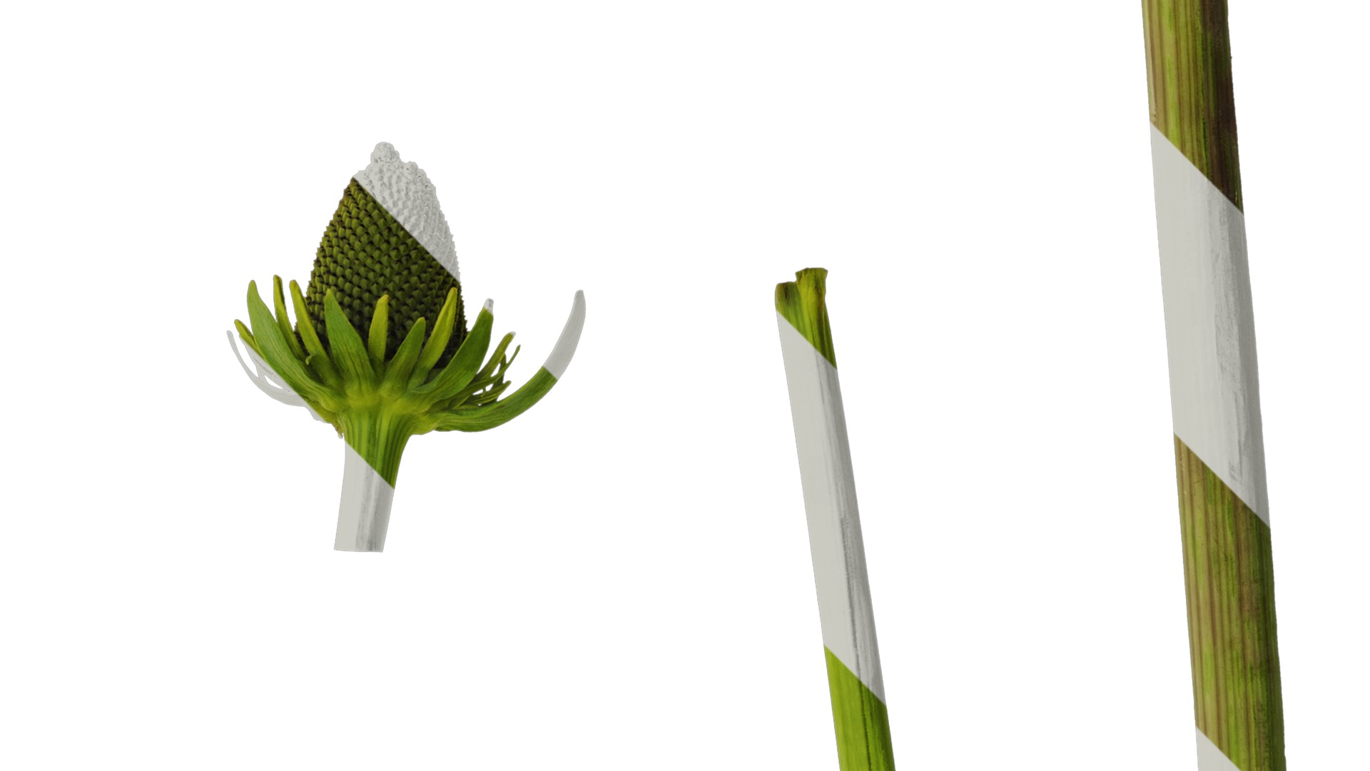 Anydrafts Rudbeckia maxima Atlas 01 Texture_2