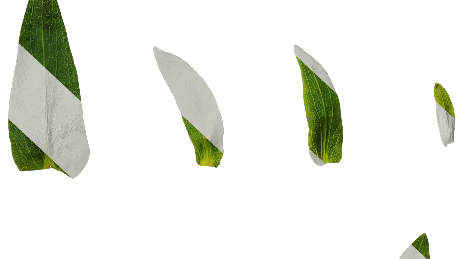 Anydrafts Rudbeckia maxima Atlas 01 Texture_7