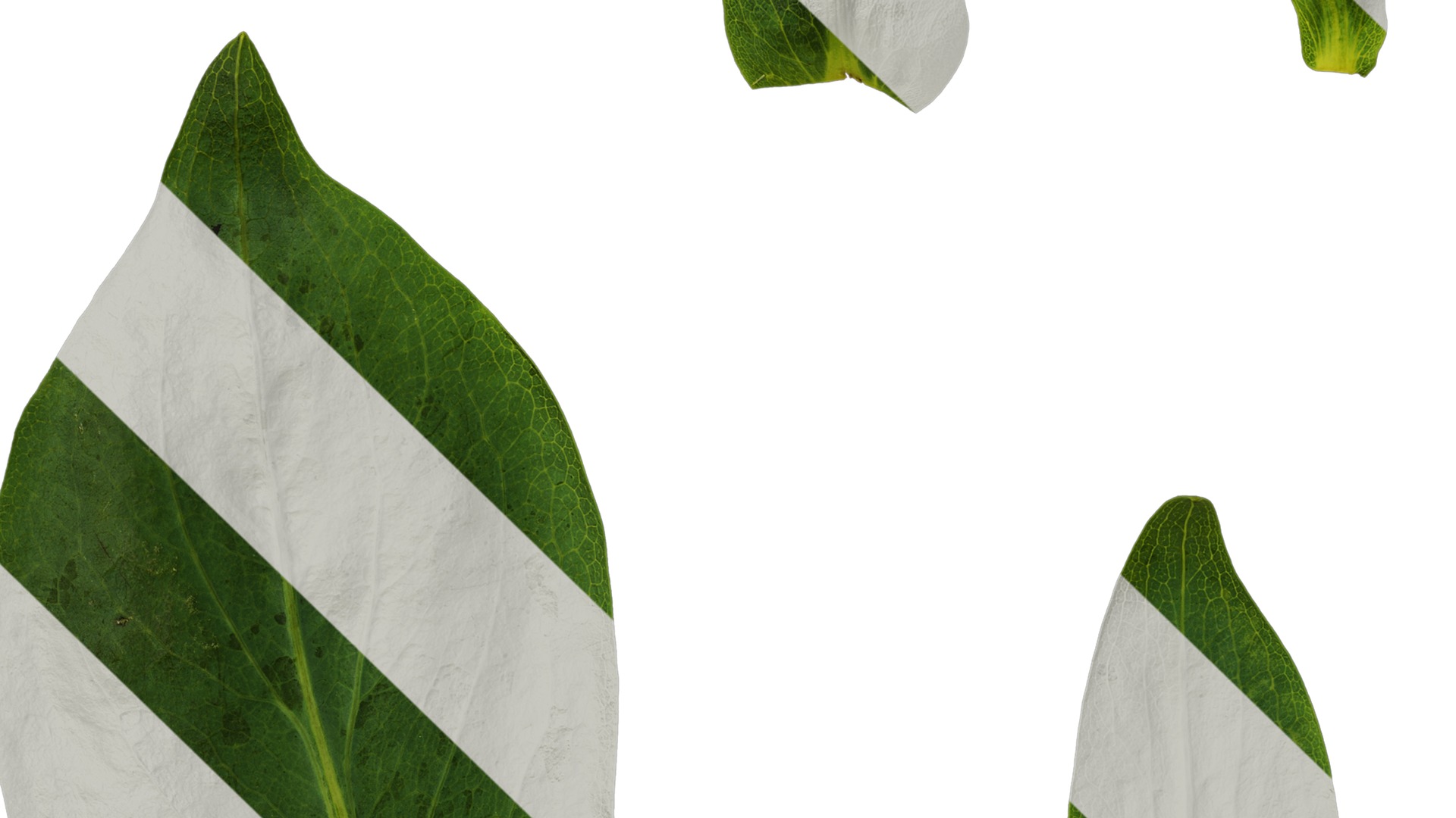 Anydrafts Rudbeckia maxima Atlas 01 Texture_5