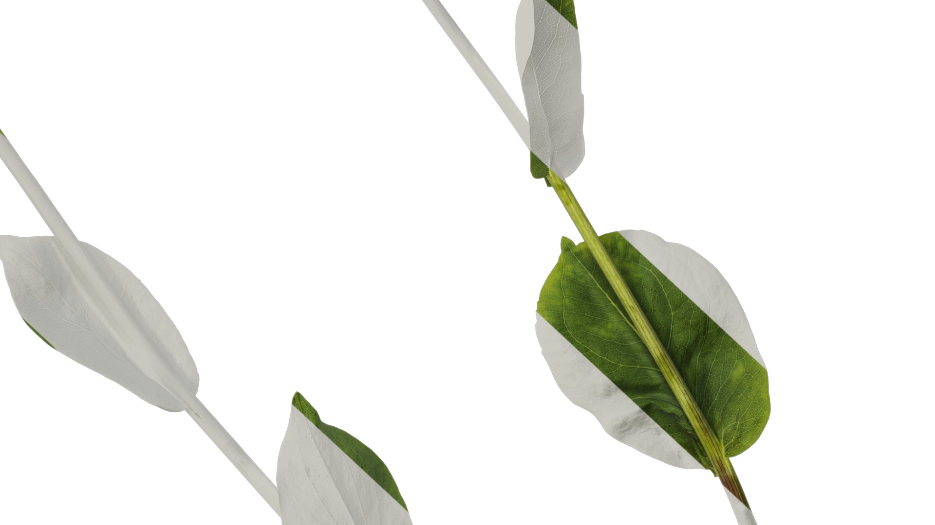 Anydrafts Rudbeckia maxima Atlas 02 Texture_6