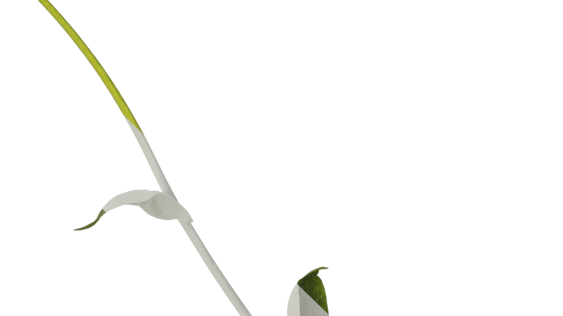 Anydrafts Rudbeckia maxima Atlas 02 Texture_4