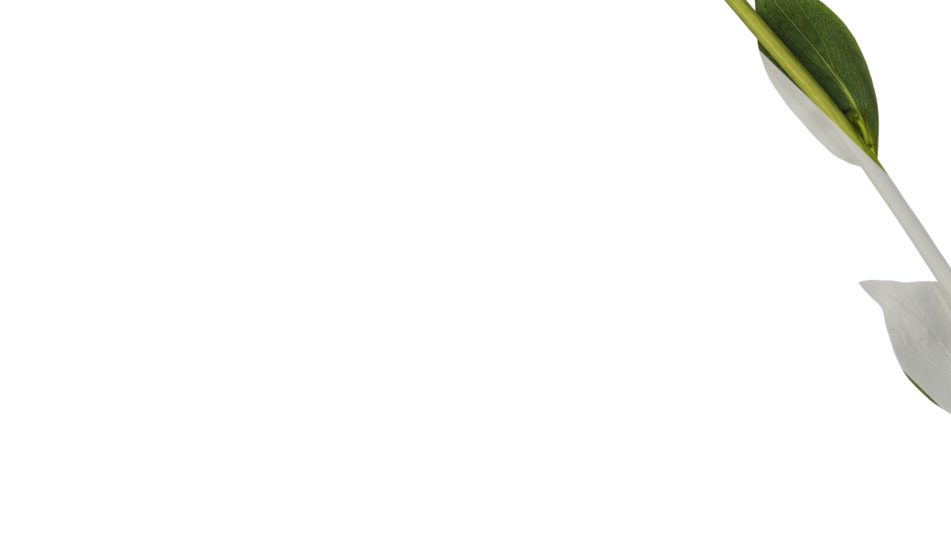 Anydrafts Rudbeckia maxima Atlas 02 Texture_5