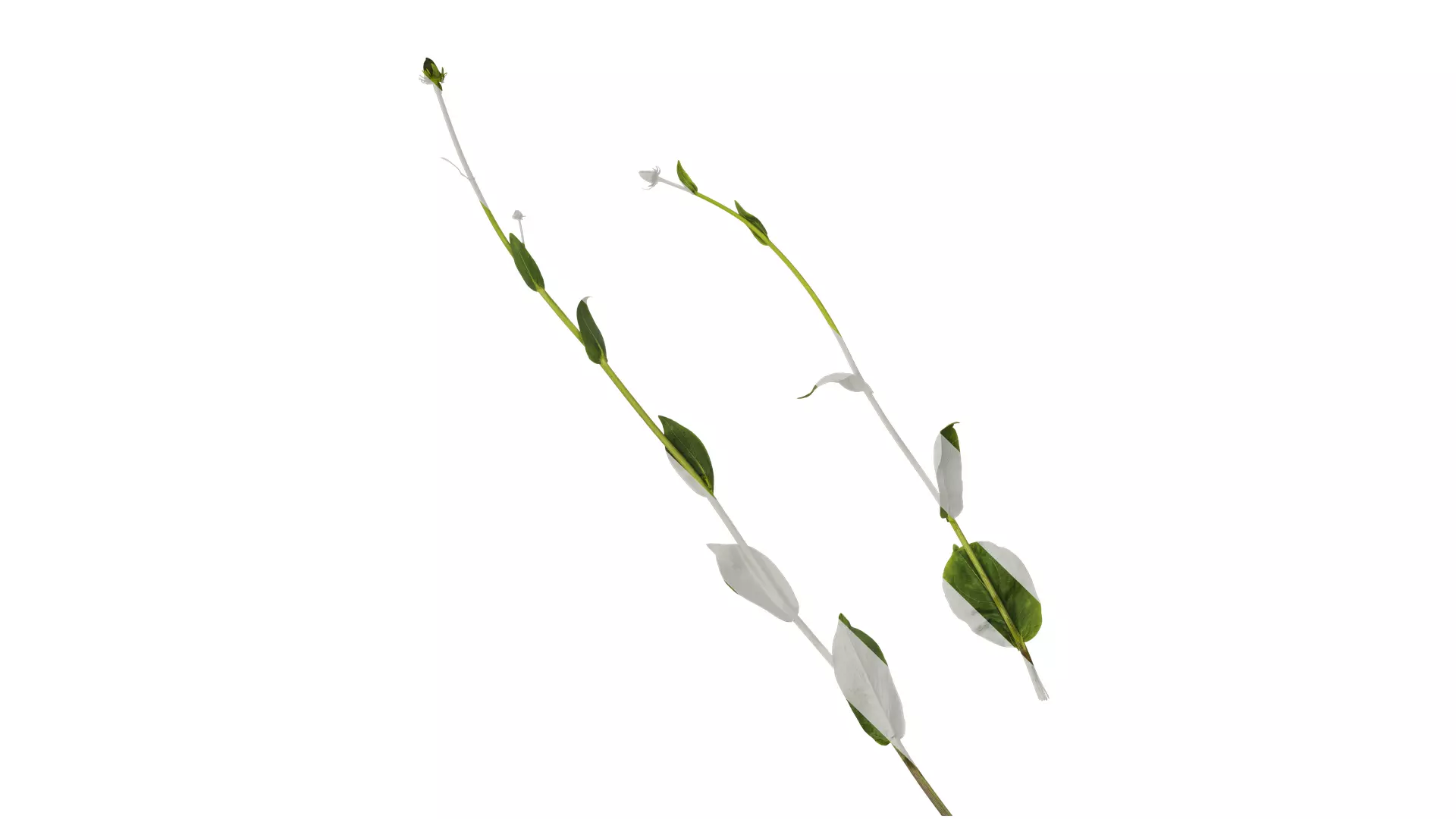 Anydrafts Rudbeckia maxima Atlas 02 Texture_0