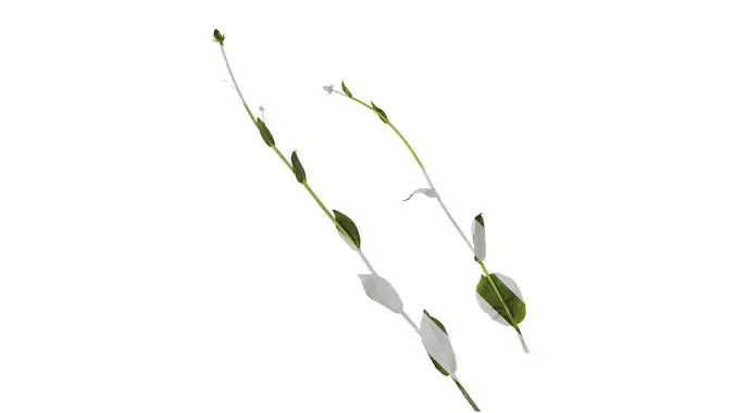 Anydrafts Rudbeckia maxima Atlas 02 Texture Anydrafts Rudbeckia maxima Atlas 02 Texture