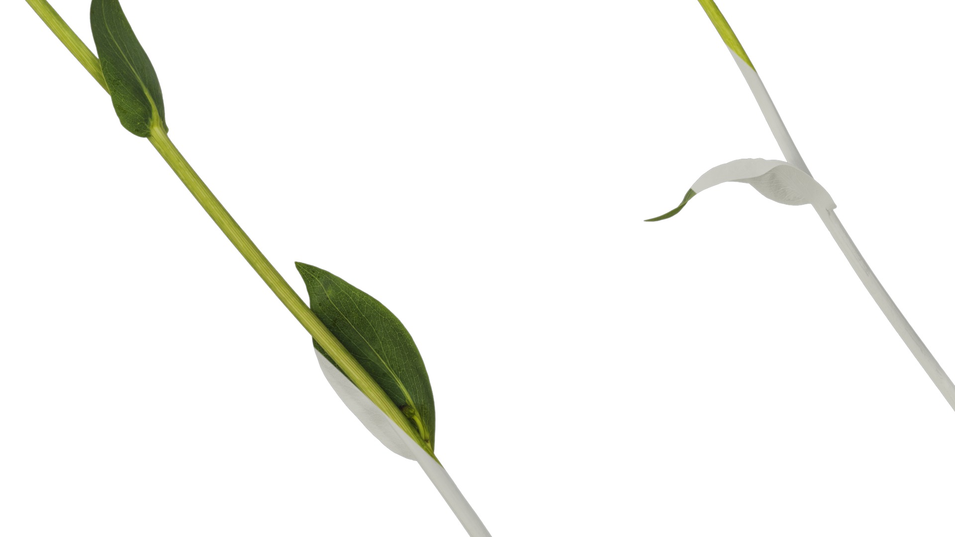 Anydrafts Rudbeckia maxima Atlas 02 Texture_7