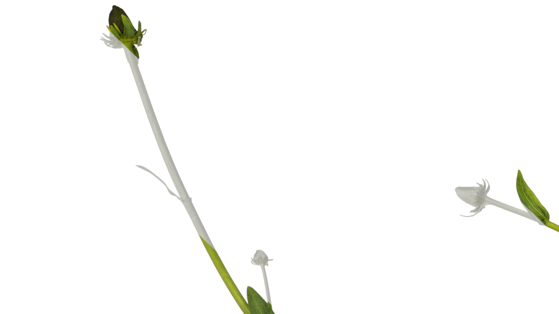 Anydrafts Rudbeckia maxima Atlas 02 Texture_1