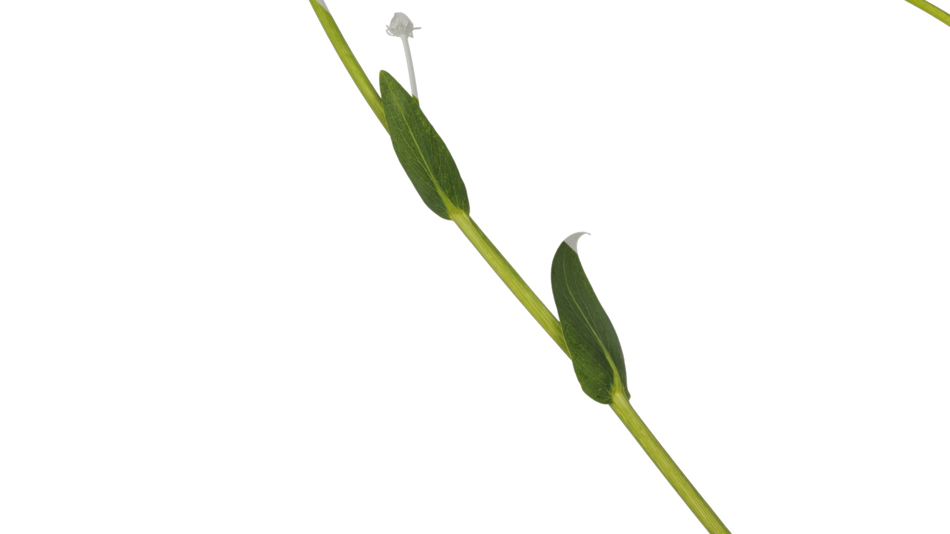 Anydrafts Rudbeckia maxima Atlas 02 Texture_3