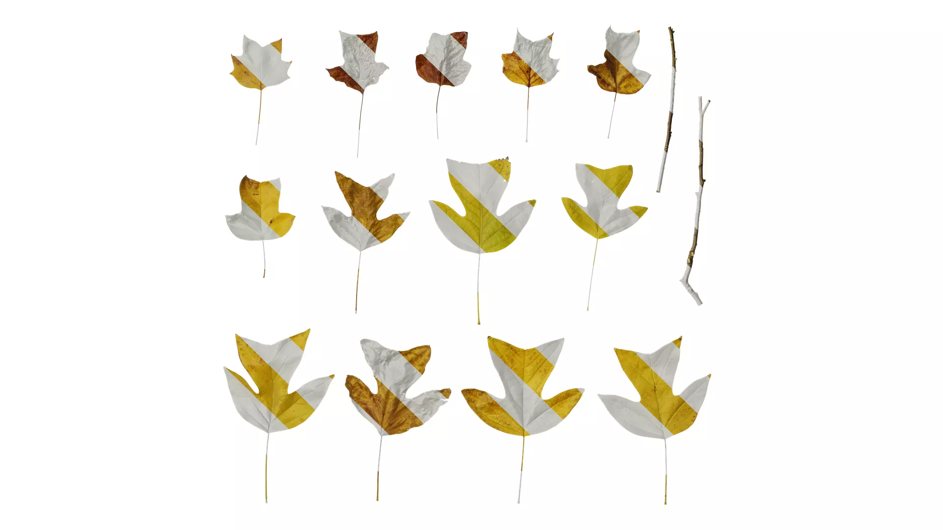 Anydrafts Liriodendron chinense Leaf 08 F Texture_0