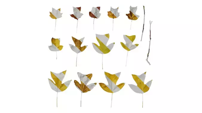 Anydrafts Liriodendron chinense Leaf 08 F