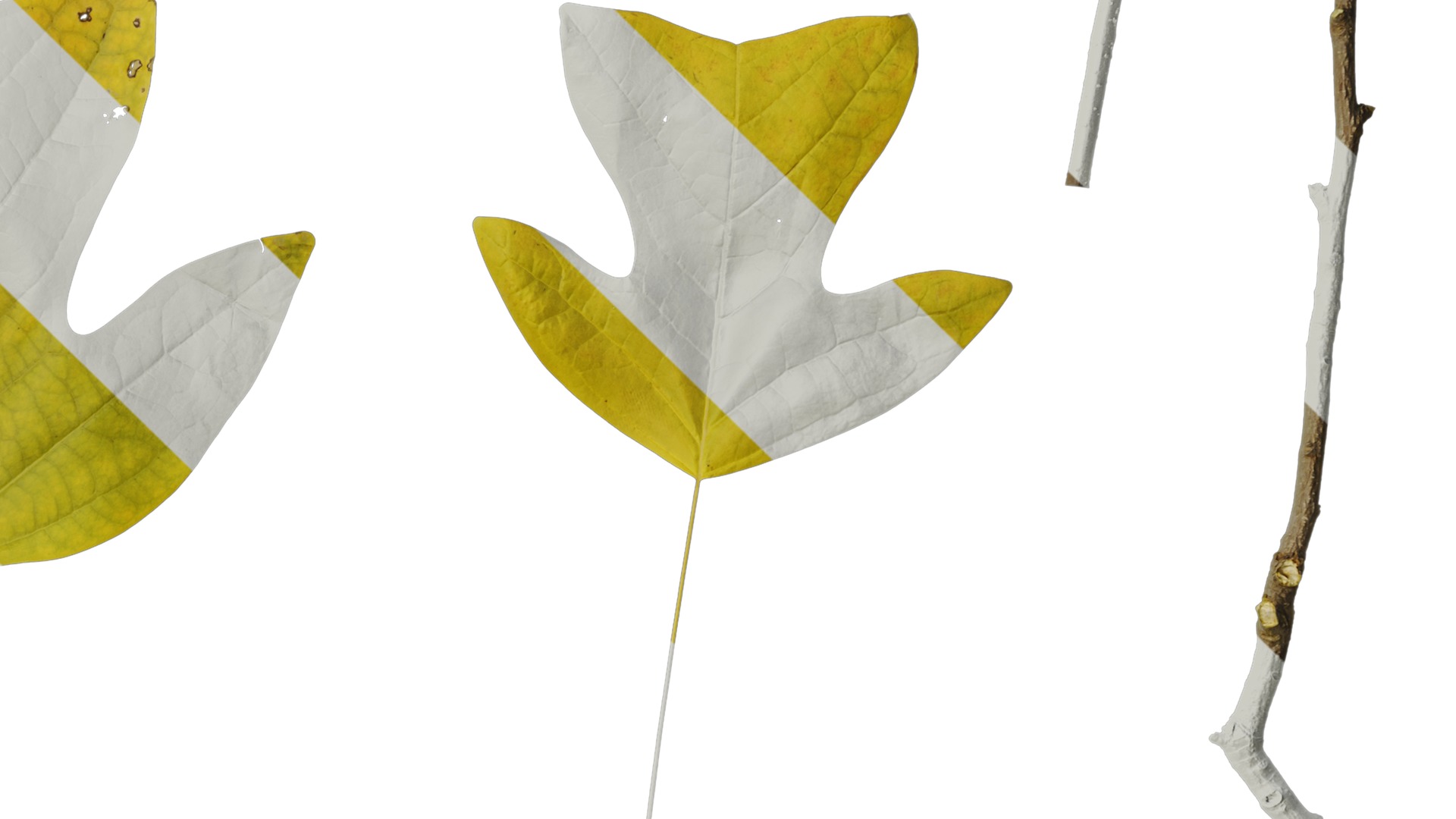 Anydrafts Liriodendron chinense Leaf 08 F Texture_4