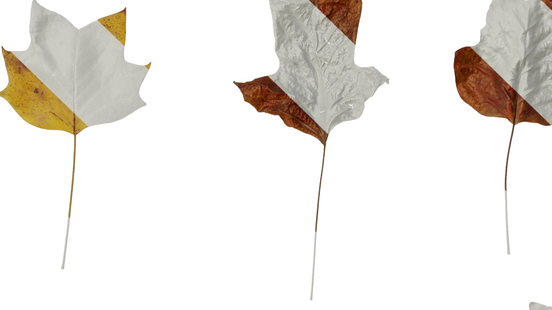 Anydrafts Liriodendron chinense Leaf 08 F Texture_1