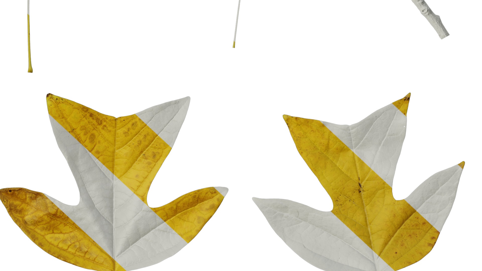 Anydrafts Liriodendron chinense Leaf 08 F Texture_6