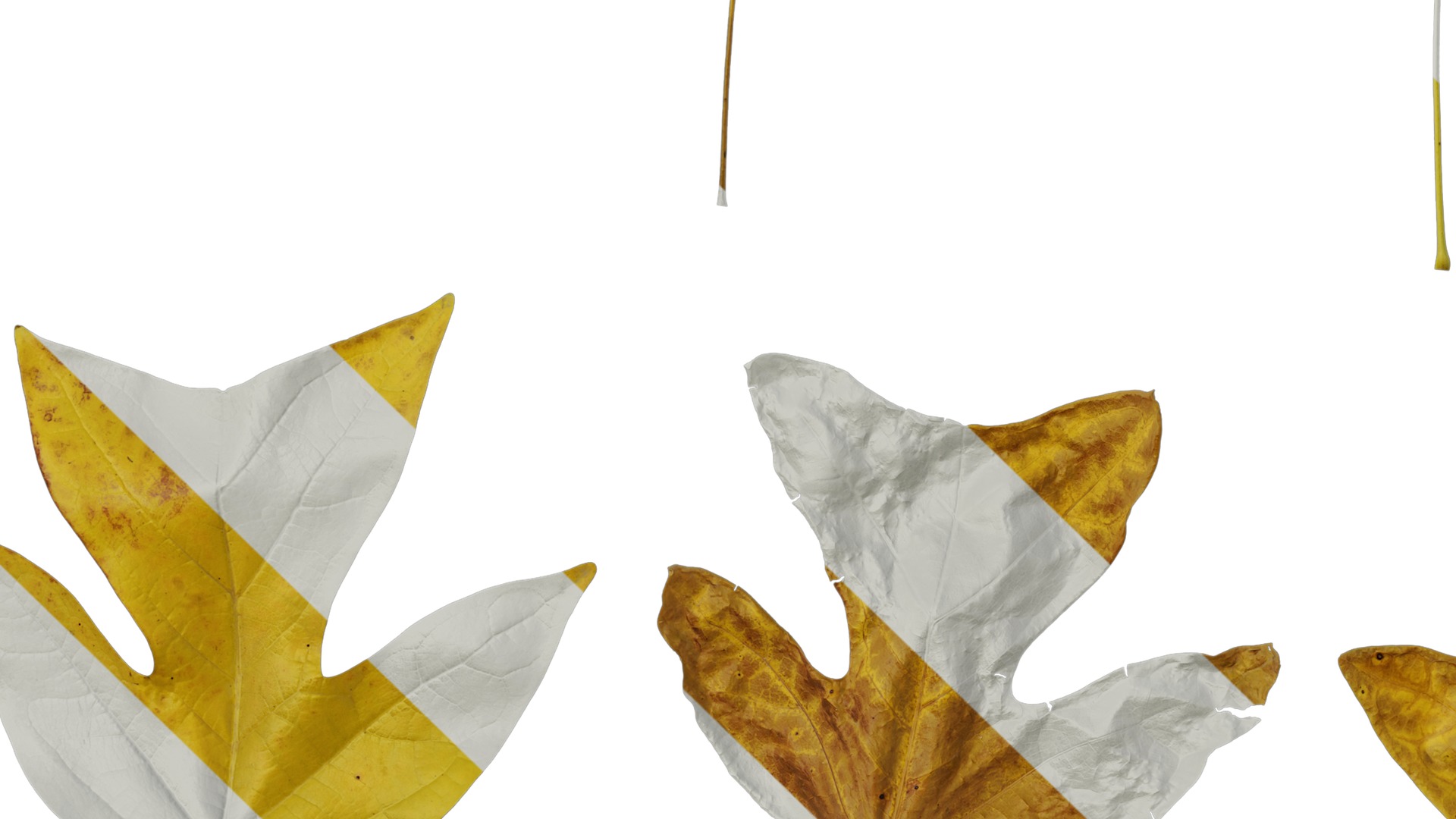 Anydrafts Liriodendron chinense Leaf 08 F Texture_5